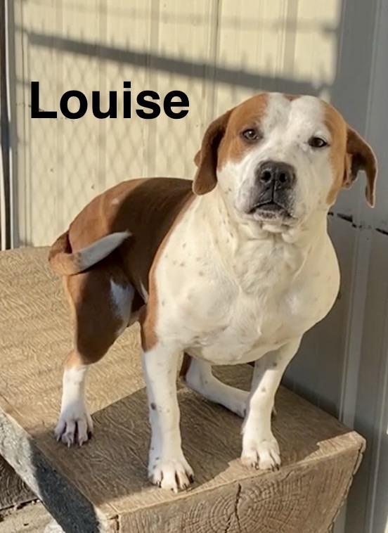 Louise, a ADOPTABLE Mixed Breed in Pomeroy, OH image 3/3