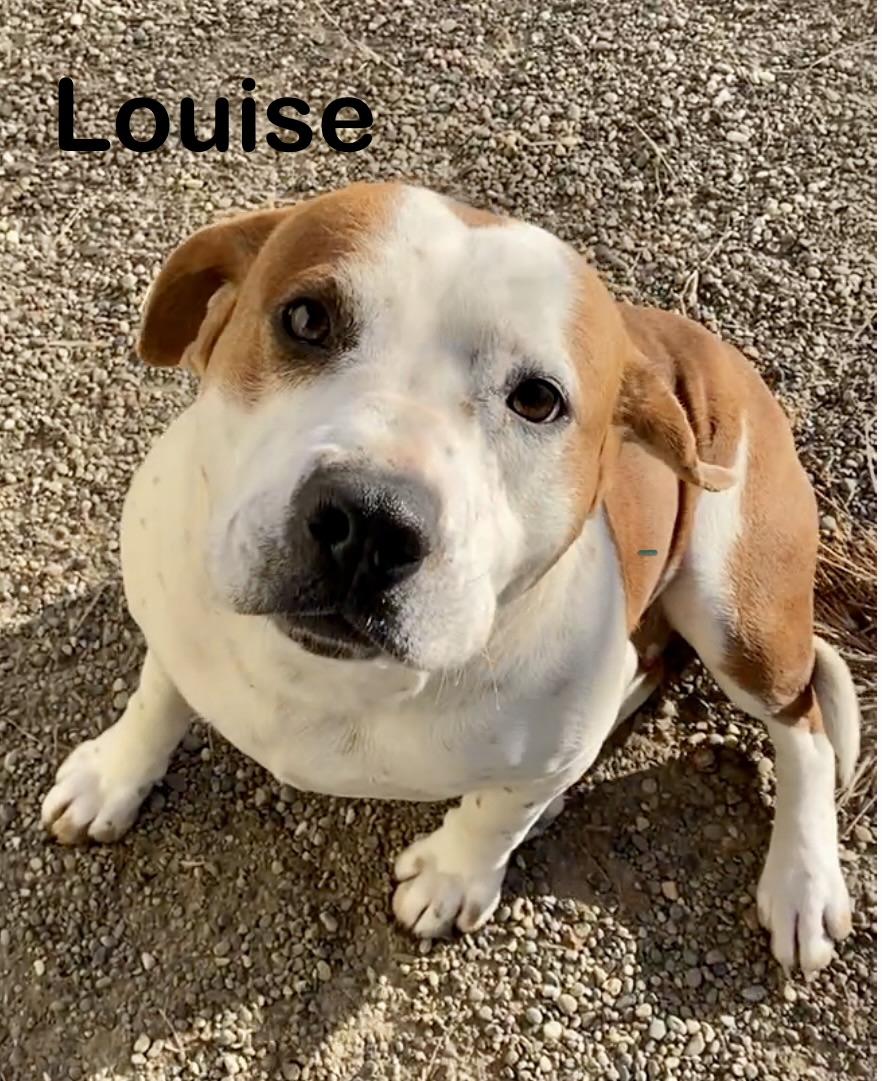 Louise, a ADOPTABLE Mixed Breed in Pomeroy, OH image 1/3