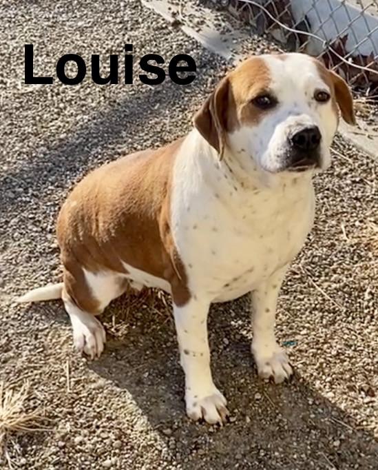 Louise, a ADOPTABLE Mixed Breed in Pomeroy, OH image 2/3