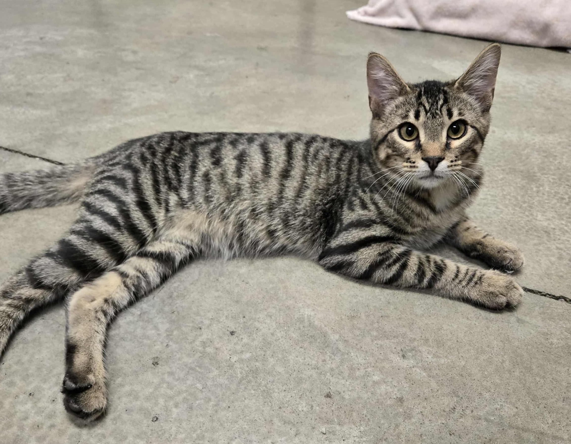 Tango, Adoptable, Young Male Domestic Short Hair.