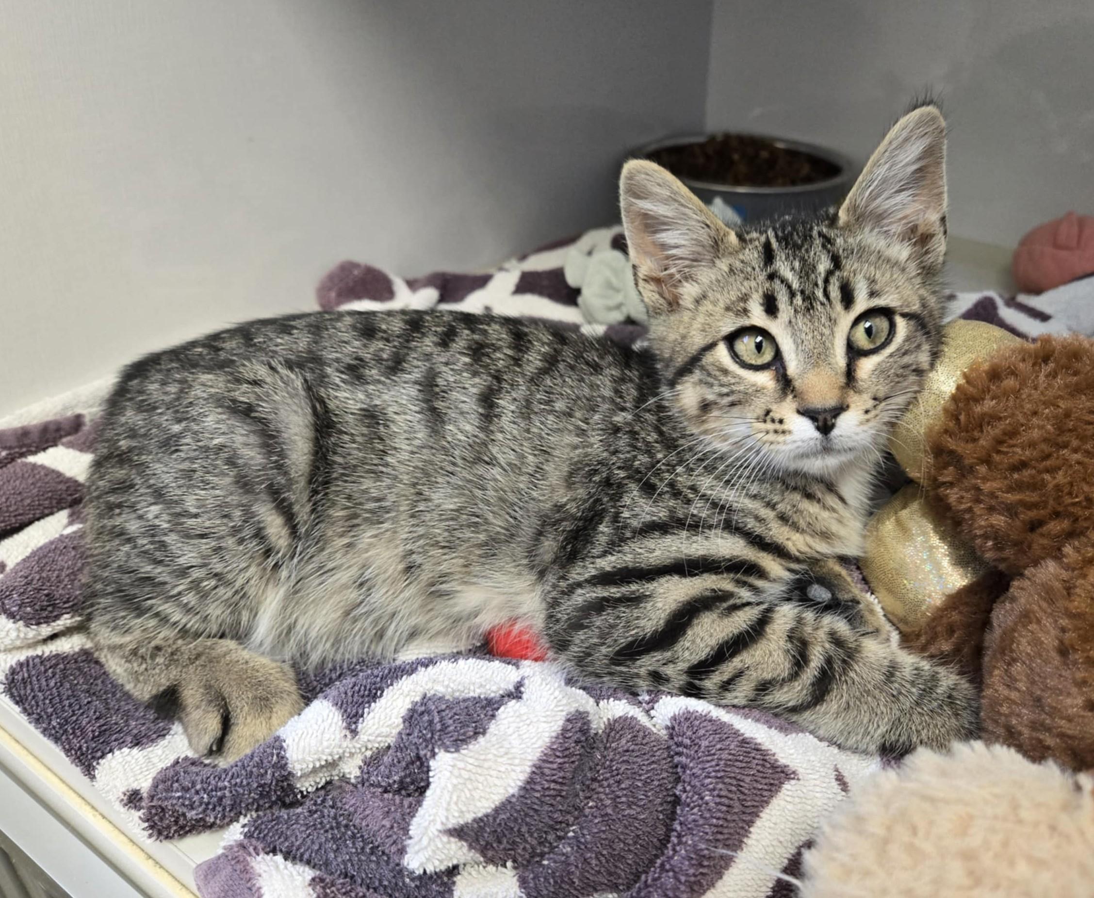 Tango, an adoptable Domestic Short Hair in Larned, KS, 67550 | Photo Image 1
