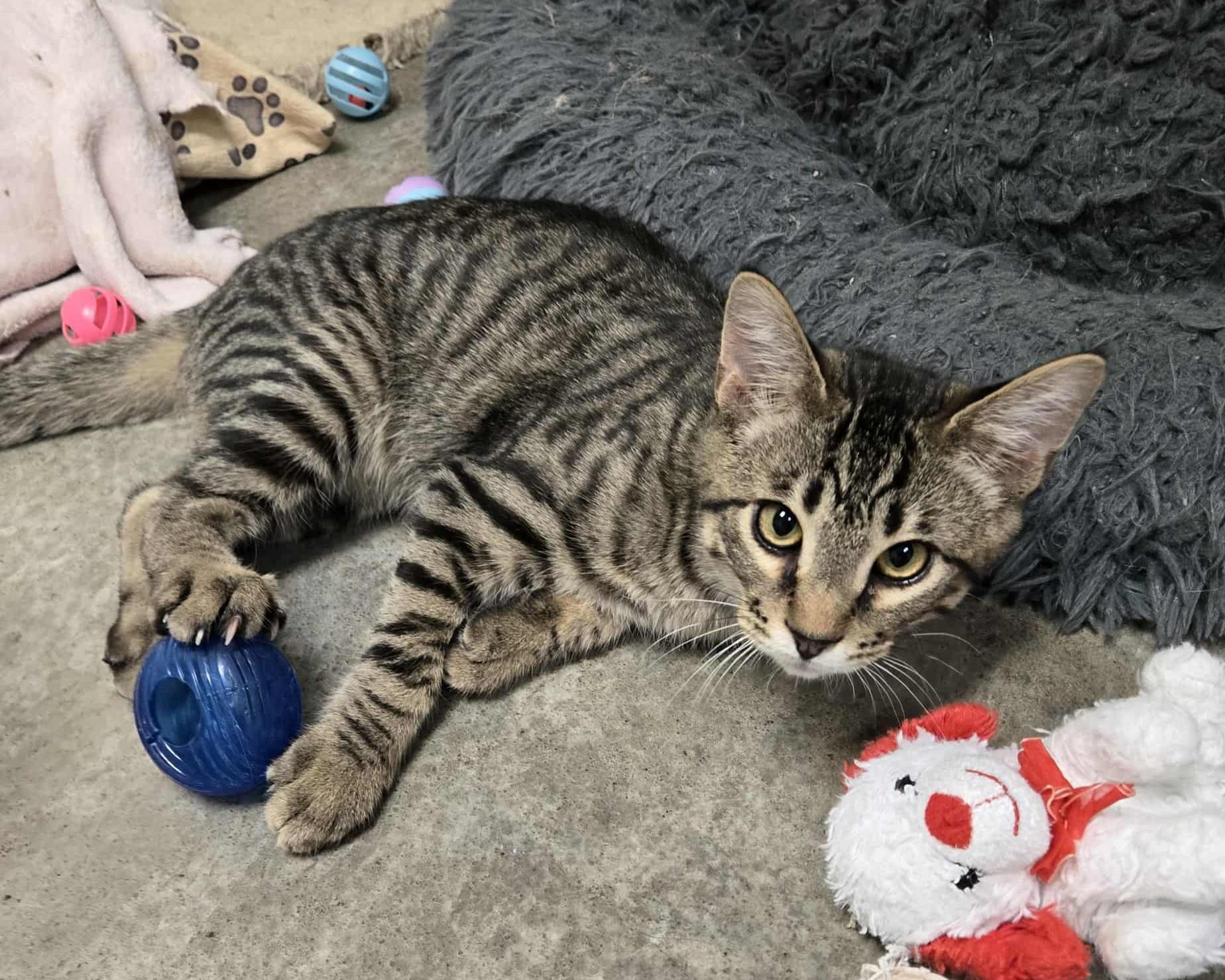 Tango, an adoptable Domestic Short Hair in Larned, KS, 67550 | Photo Image 2