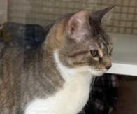 Princess, an adopted mixed breed in Parker, TX image 2/2