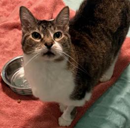 Princess, an adopted mixed breed in Parker, TX image 1/2