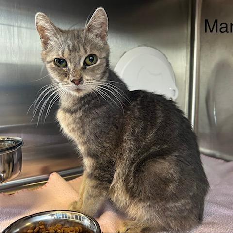 Enlarge Margo, a Adoptable Domestic Short Hair in Knoxville, TN image 1/1