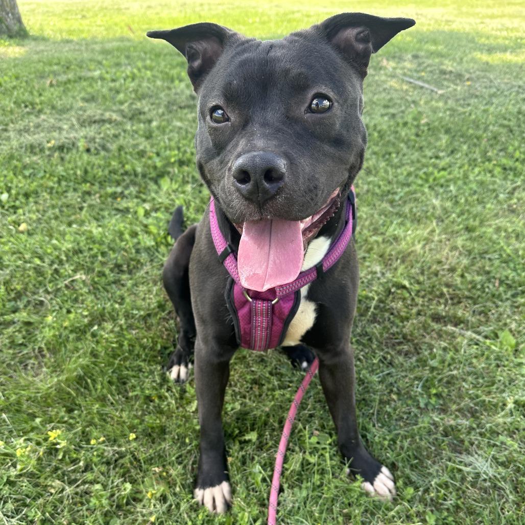 Zora, Adoptable, Young Female Pit Bull Terrier & Chocolate Labrador Retriever.