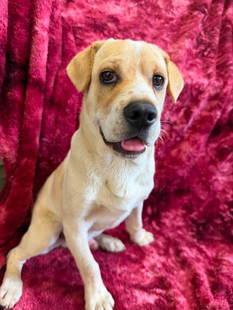 Cash, Adoptable, Puppy Male Mixed Breed.