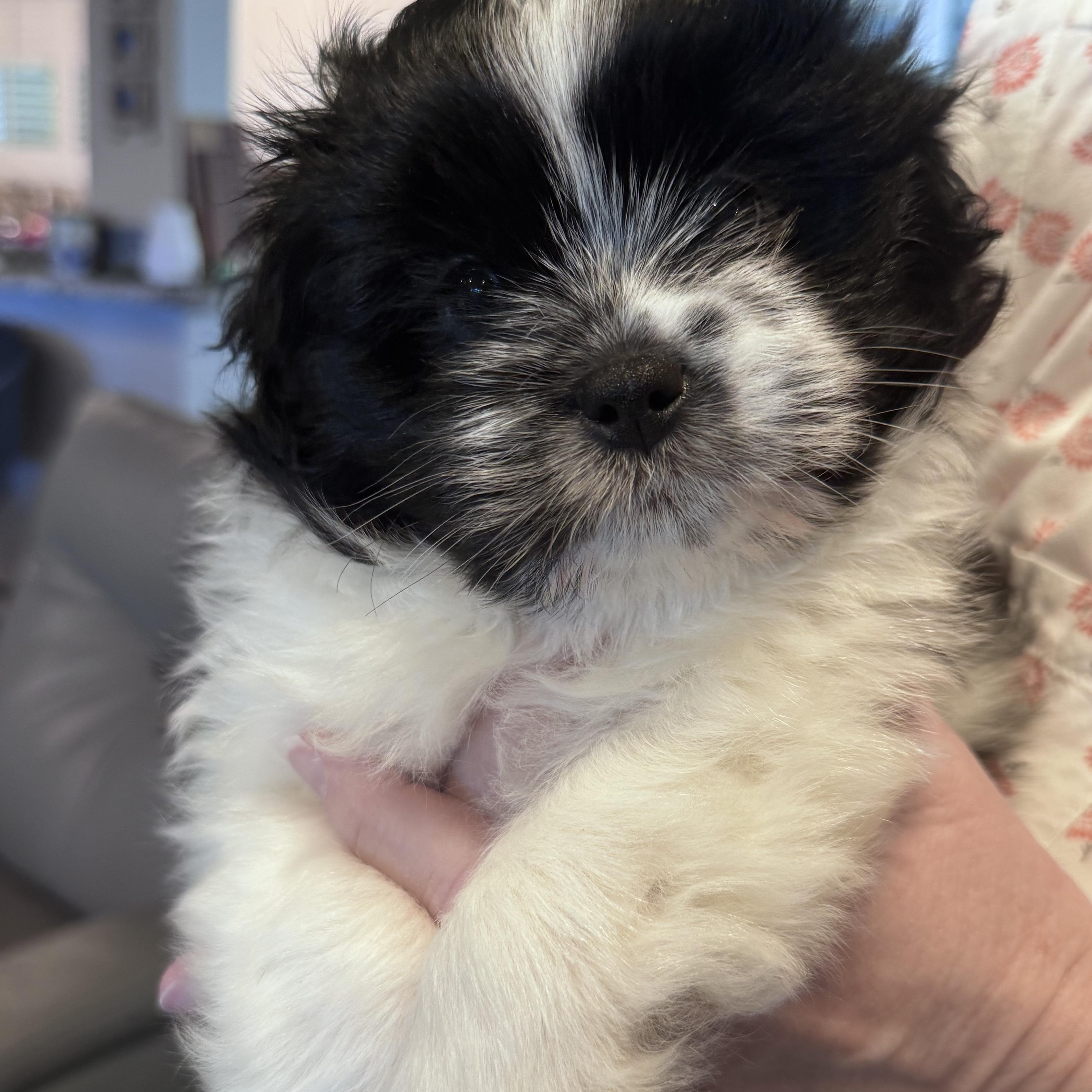 Enlarge Monica, a Adoptable mixed breed in Rancho Santa Fe, CA image 1/2