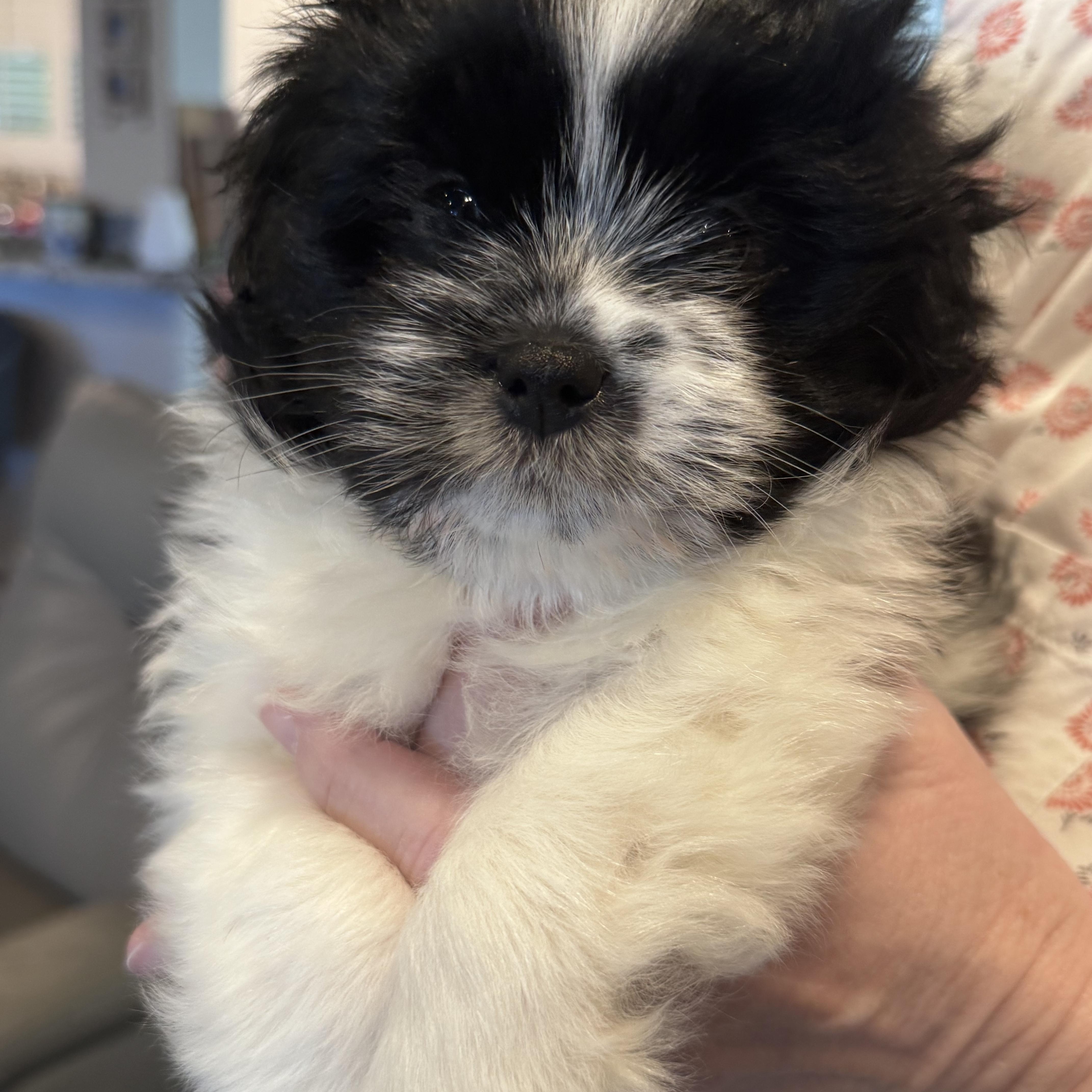 Enlarge Monica, a Adoptable mixed breed in Rancho Santa Fe, CA image 2/2