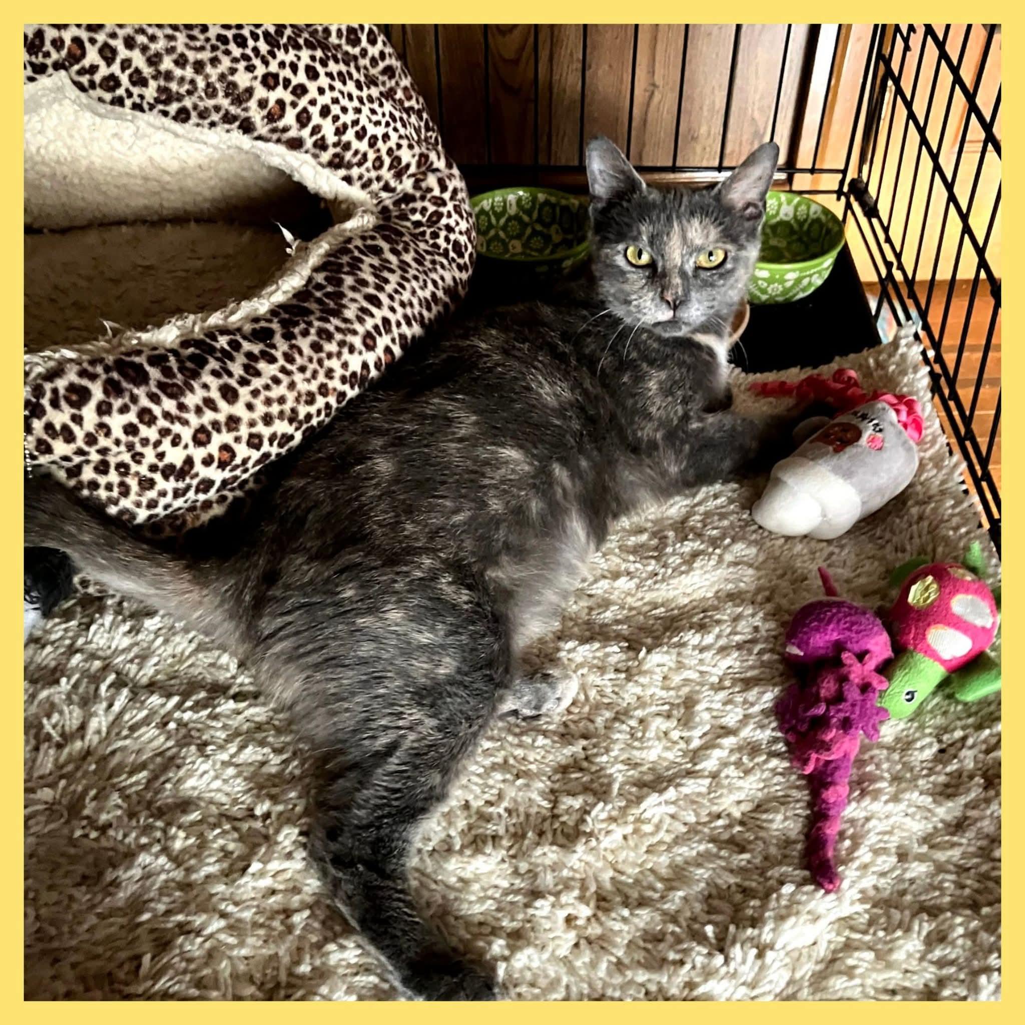 Gwendolyn, ADOPTABLE, Adult Female Tortoiseshell.