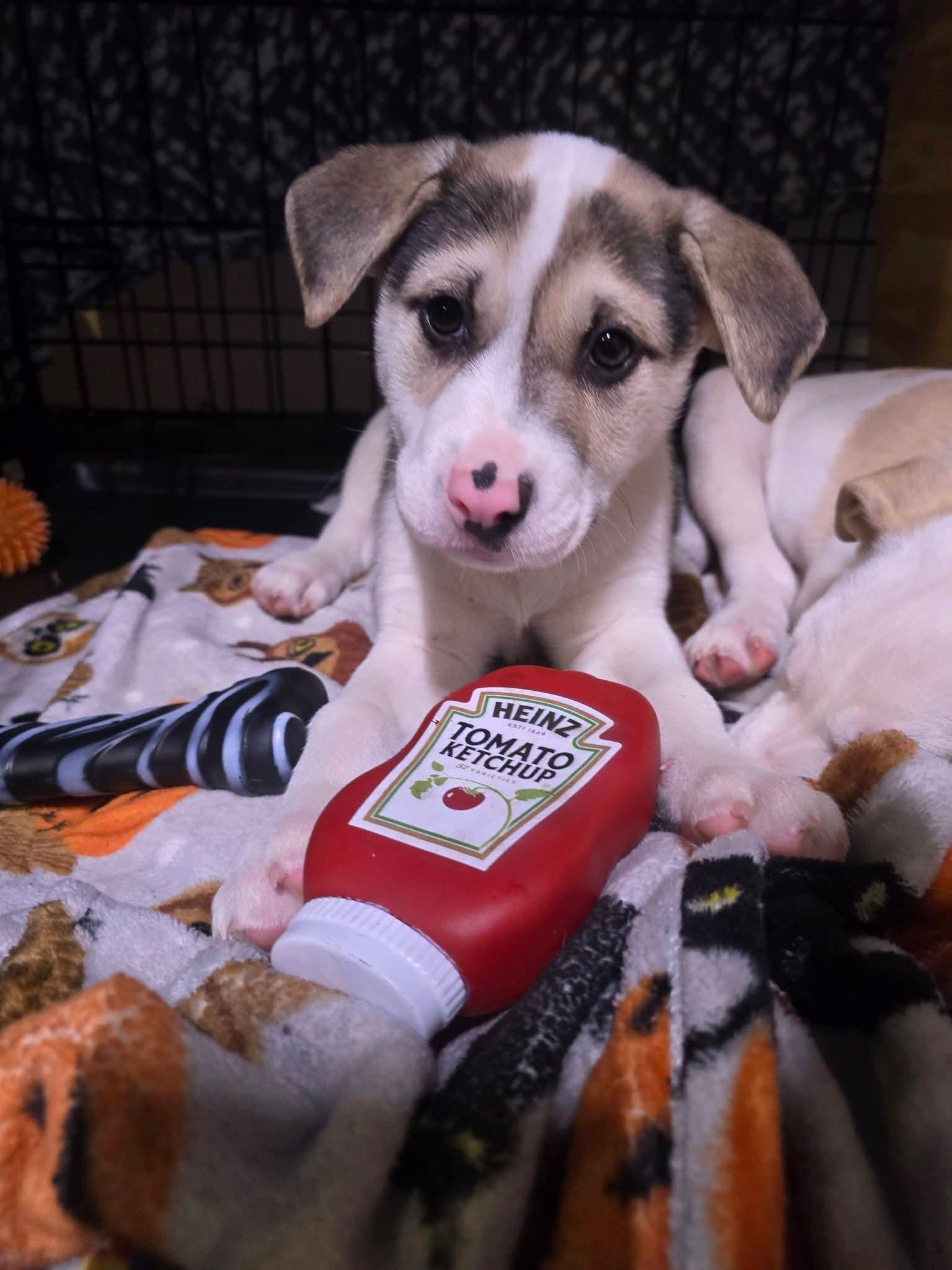 Enlarge Kitsune, a ADOPTABLE mixed breed in Grand Rapids, MI image 1/1