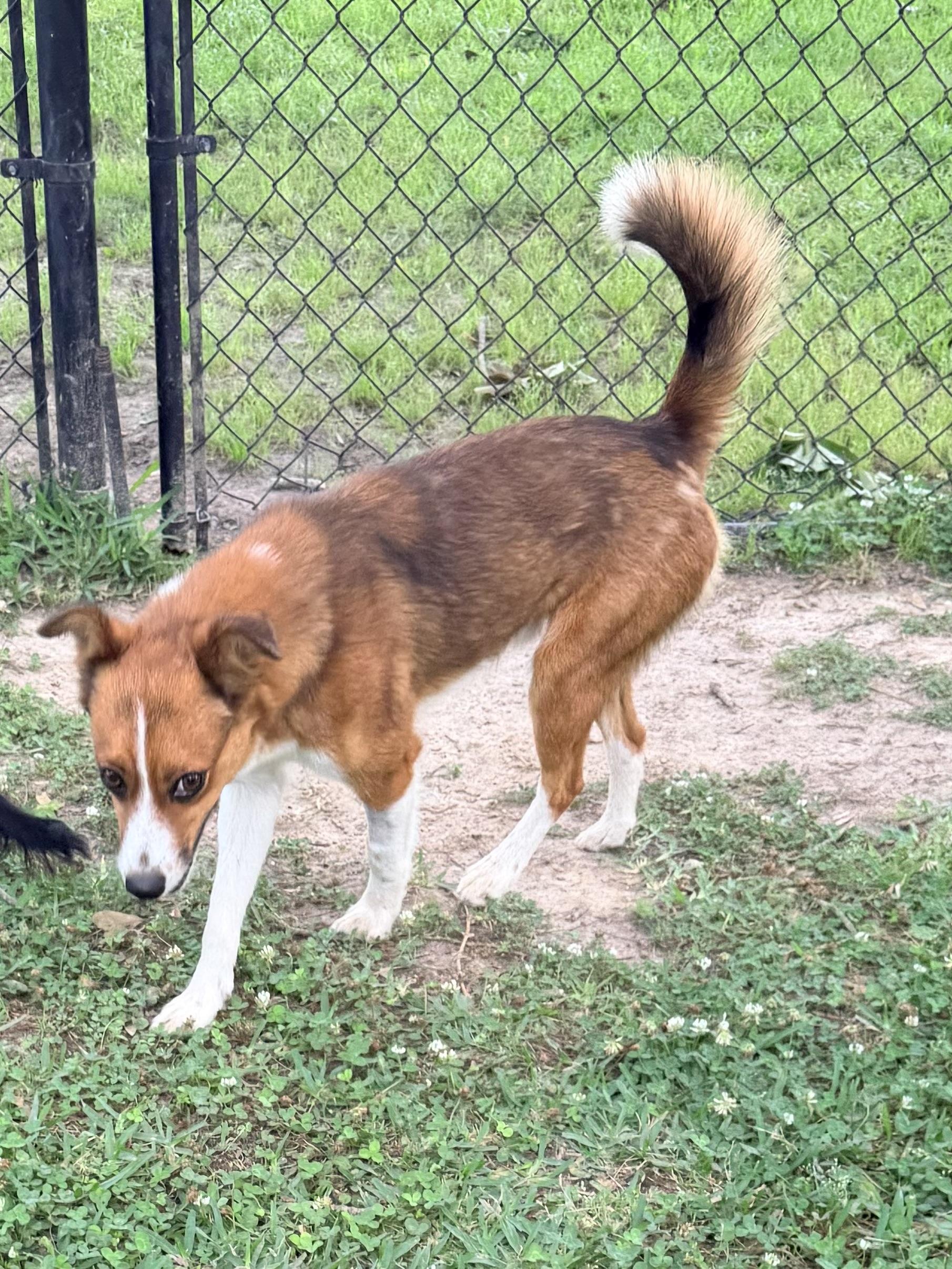 Victor, a ADOPTABLE mixed breed in Baker, LA image 2/5