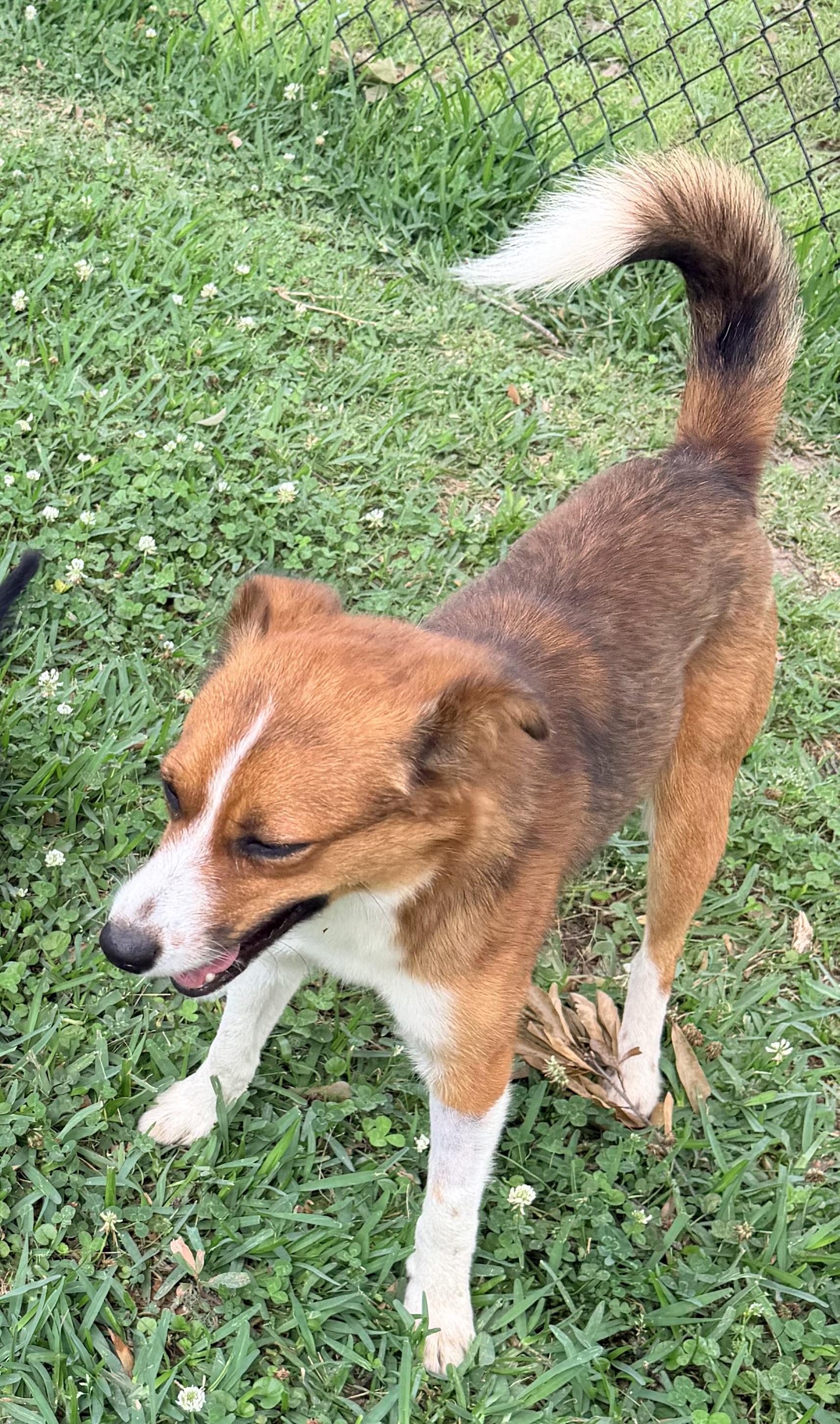 Victor, a ADOPTABLE mixed breed in Baker, LA image 3/5