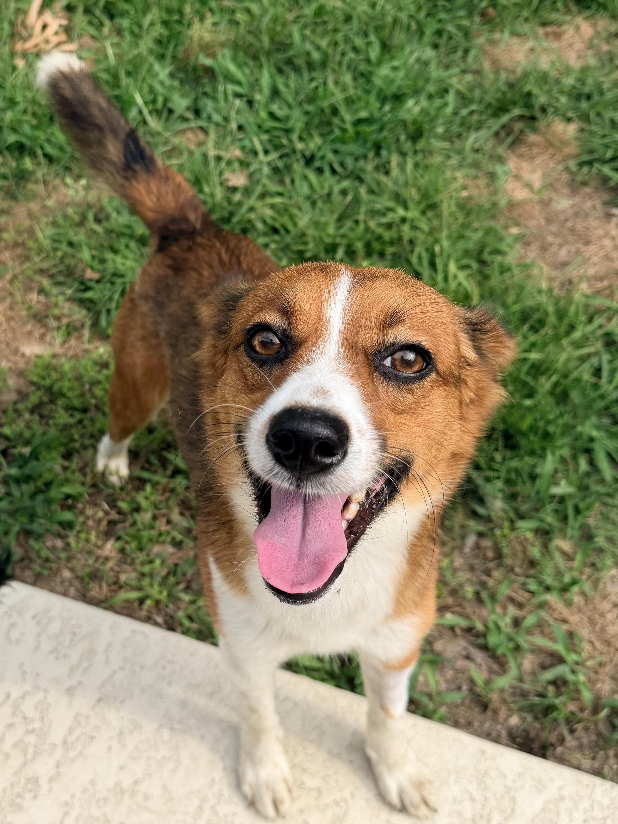 Victor, ADOPTABLE, Adult Male Australian Shepherd.