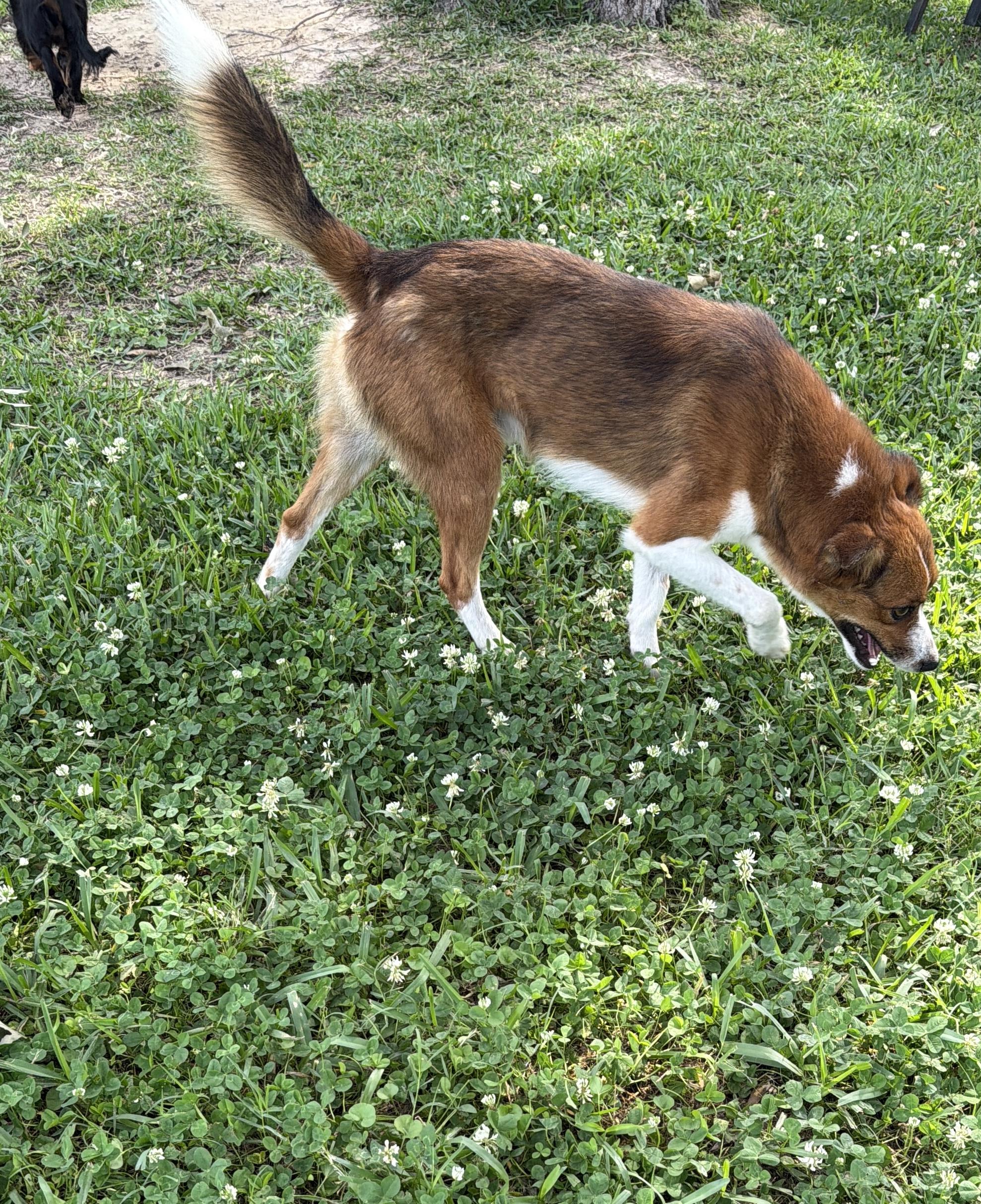 Victor, a ADOPTABLE mixed breed in Baker, LA image 4/5