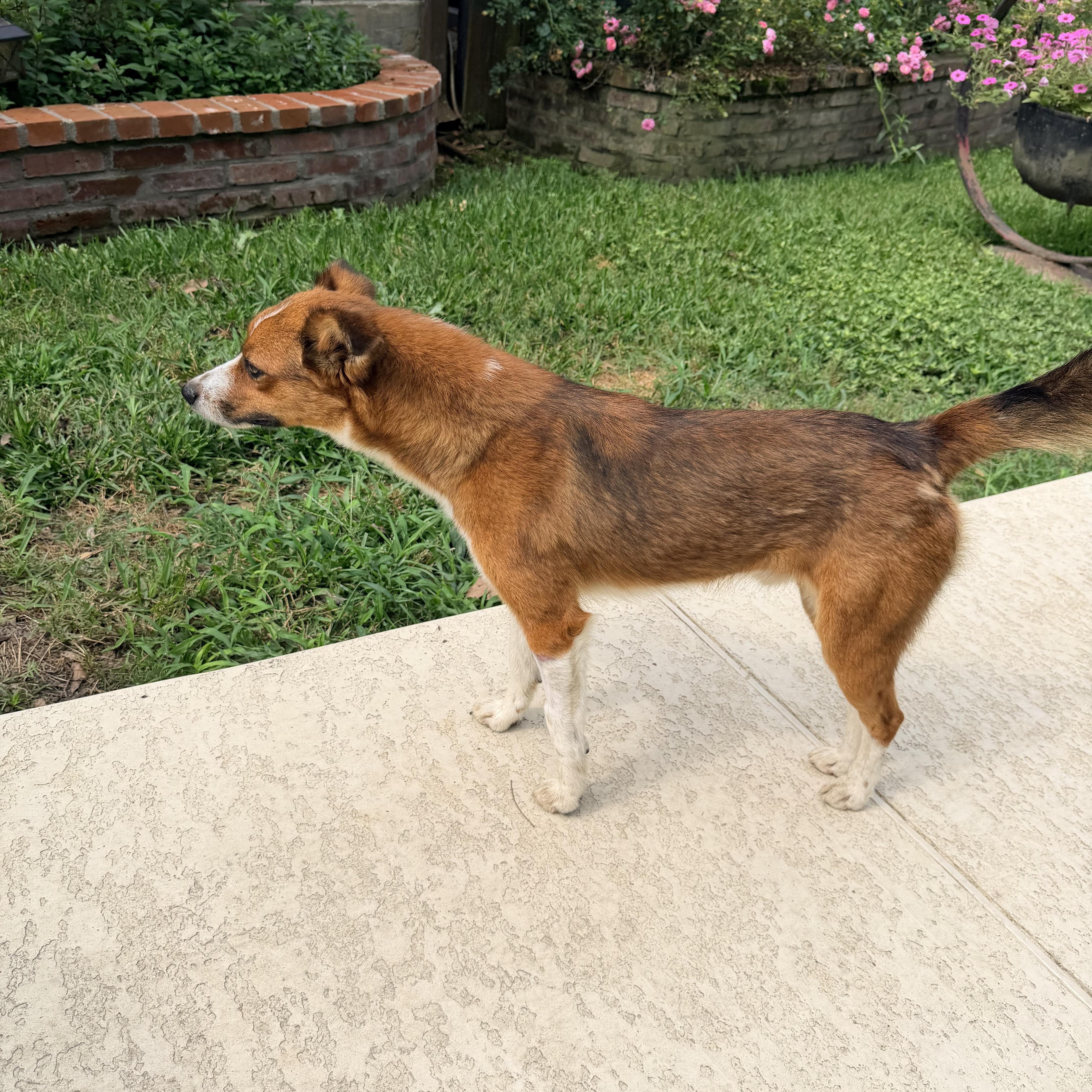 Victor, a ADOPTABLE mixed breed in Baker, LA image 5/5