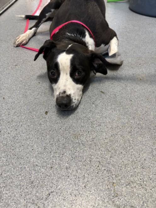 RACCOON, Adoptable, Adult Female Pit Bull Terrier & Mixed Breed.