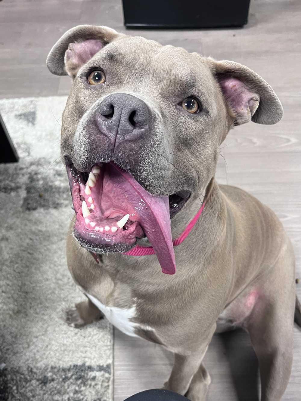 Enlarge Deogee, a ADOPTABLE mixed breed in Detroit, MI image 4/5