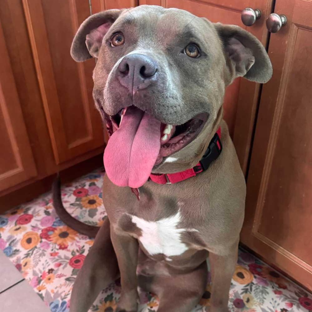 Deogee, ADOPTABLE, Adult Female Pit Bull Terrier & Cane Corso.
