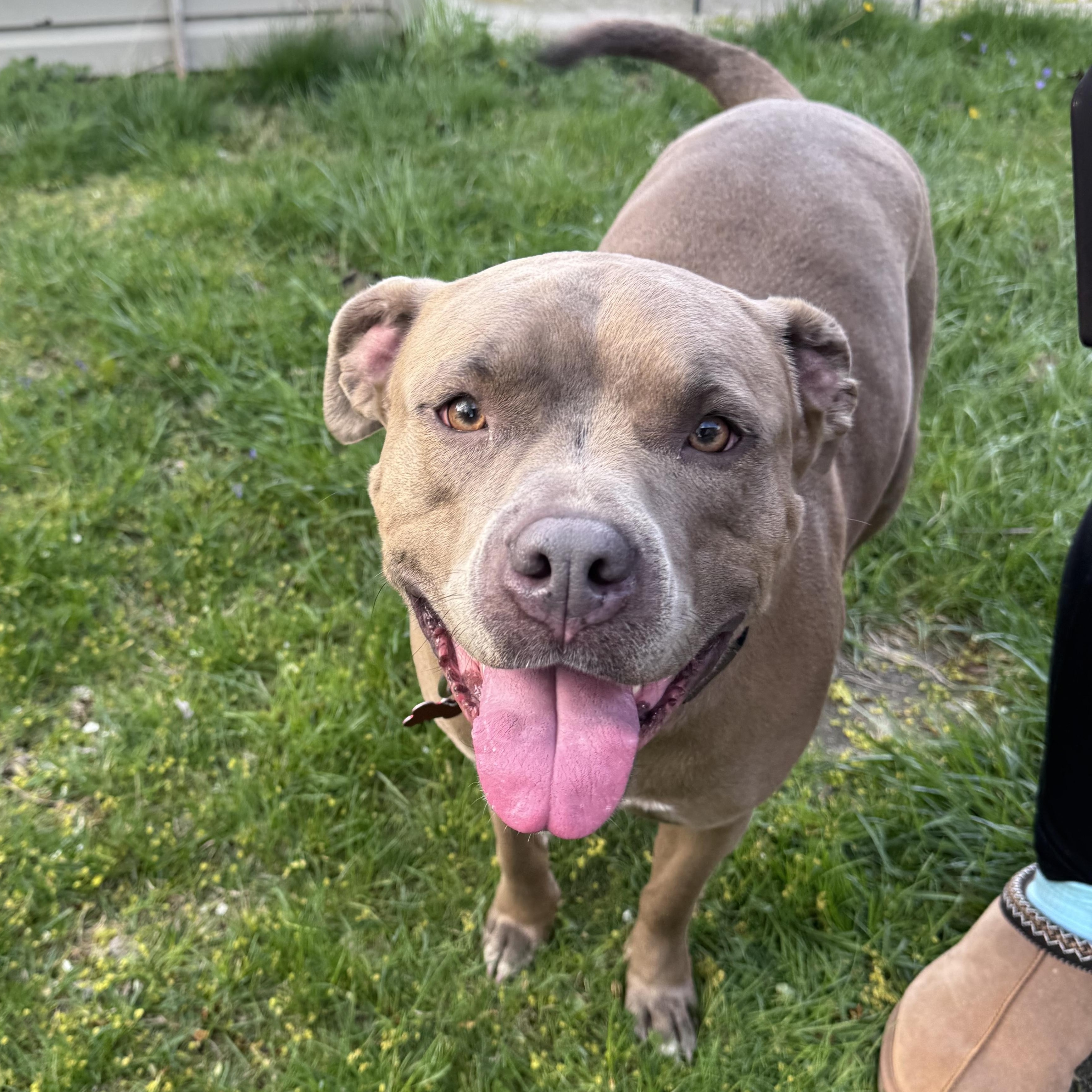 Enlarge Deogee, a ADOPTABLE mixed breed in Detroit, MI image 3/5