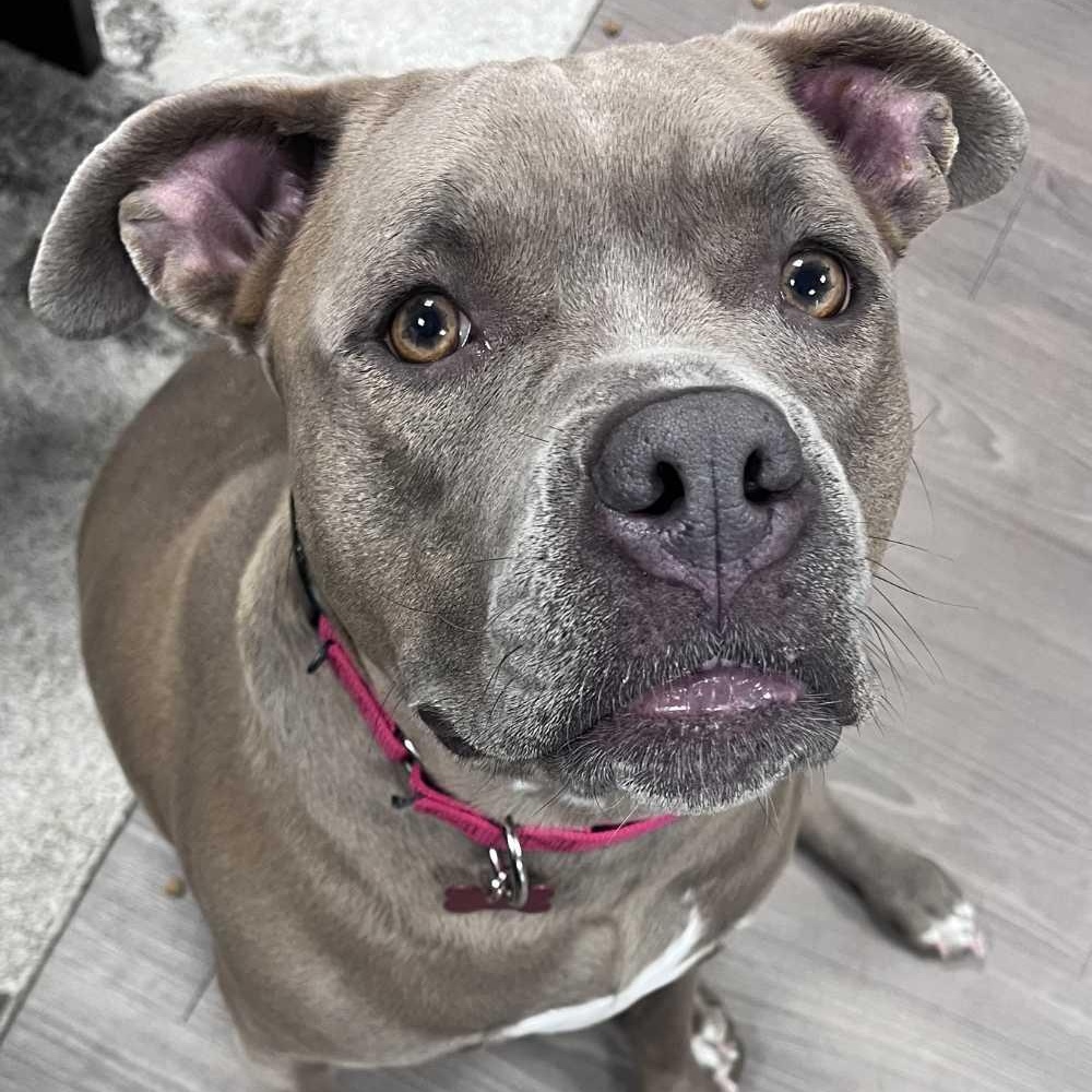Enlarge Deogee, a ADOPTABLE mixed breed in Detroit, MI image 2/5