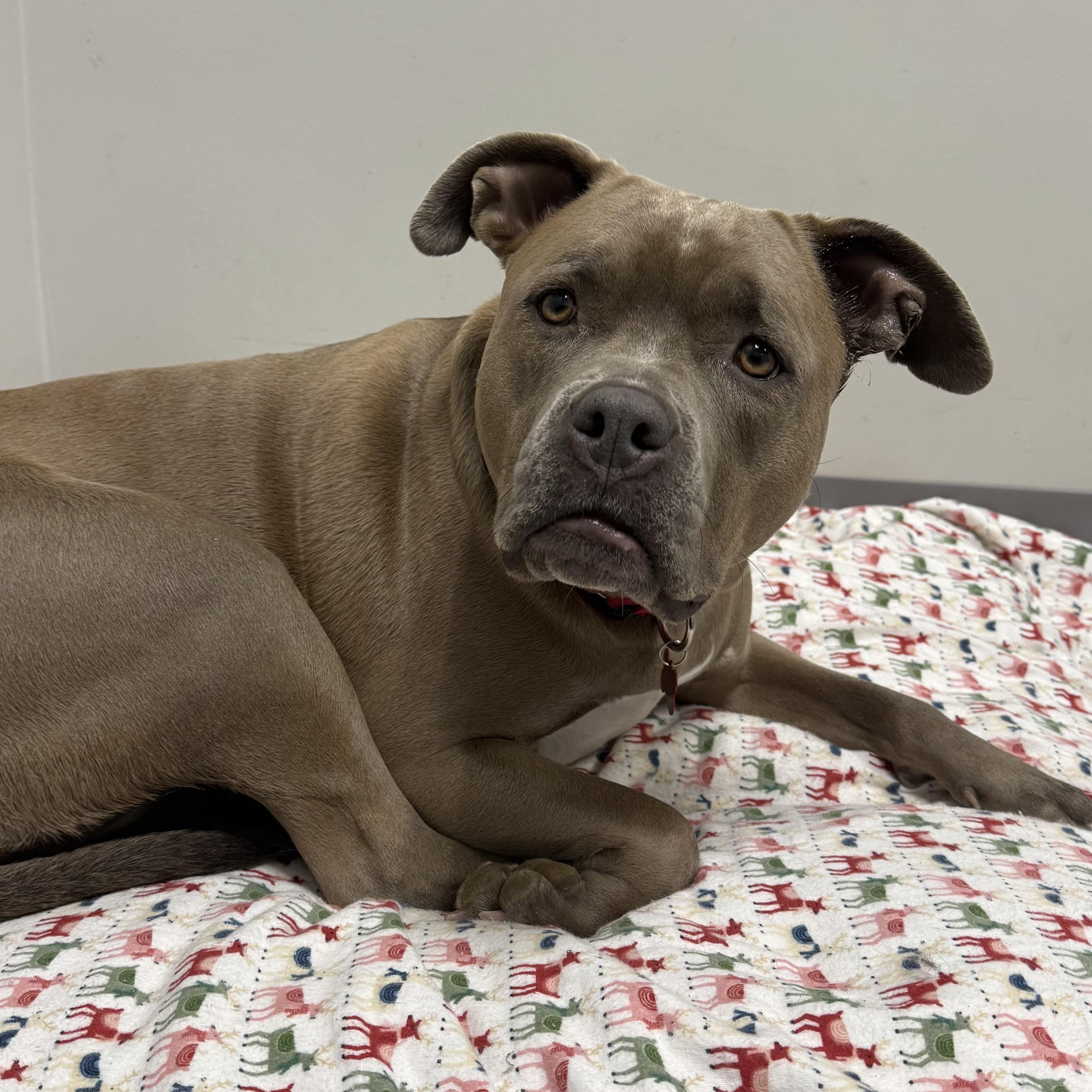 Enlarge Deogee, a ADOPTABLE mixed breed in Detroit, MI image 5/5