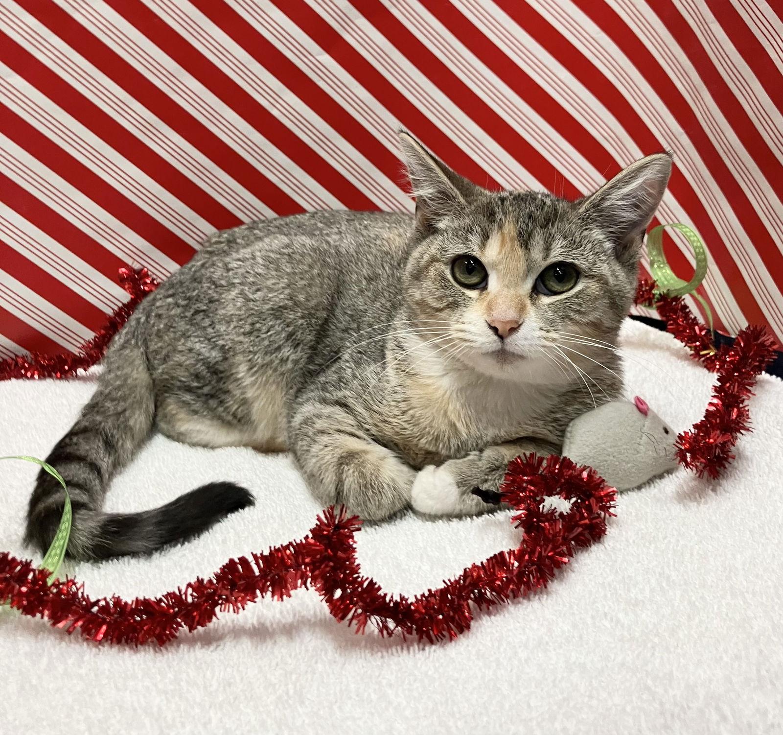 Wanda Lee thumbnail 3