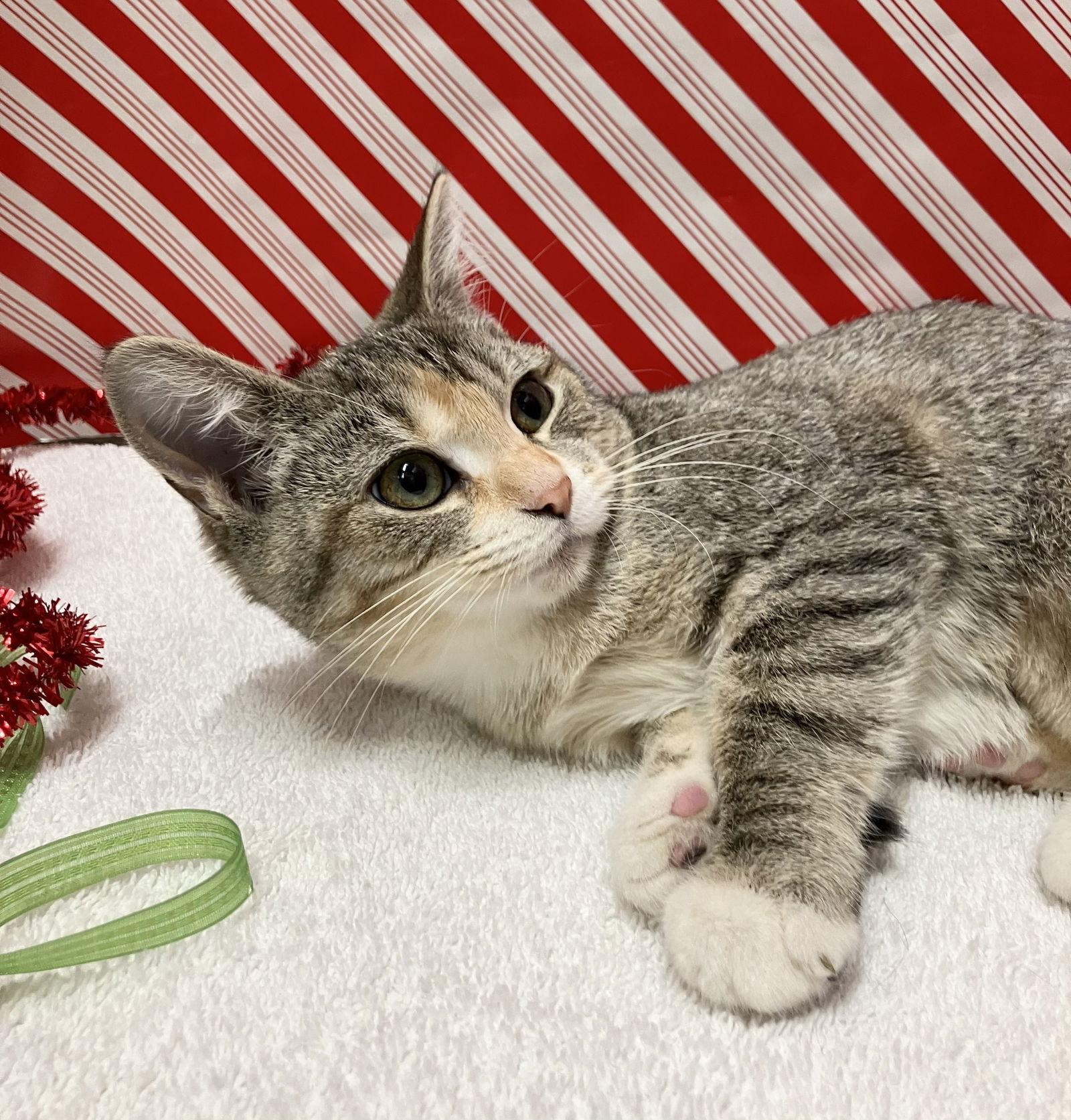 Wanda Lee thumbnail 4