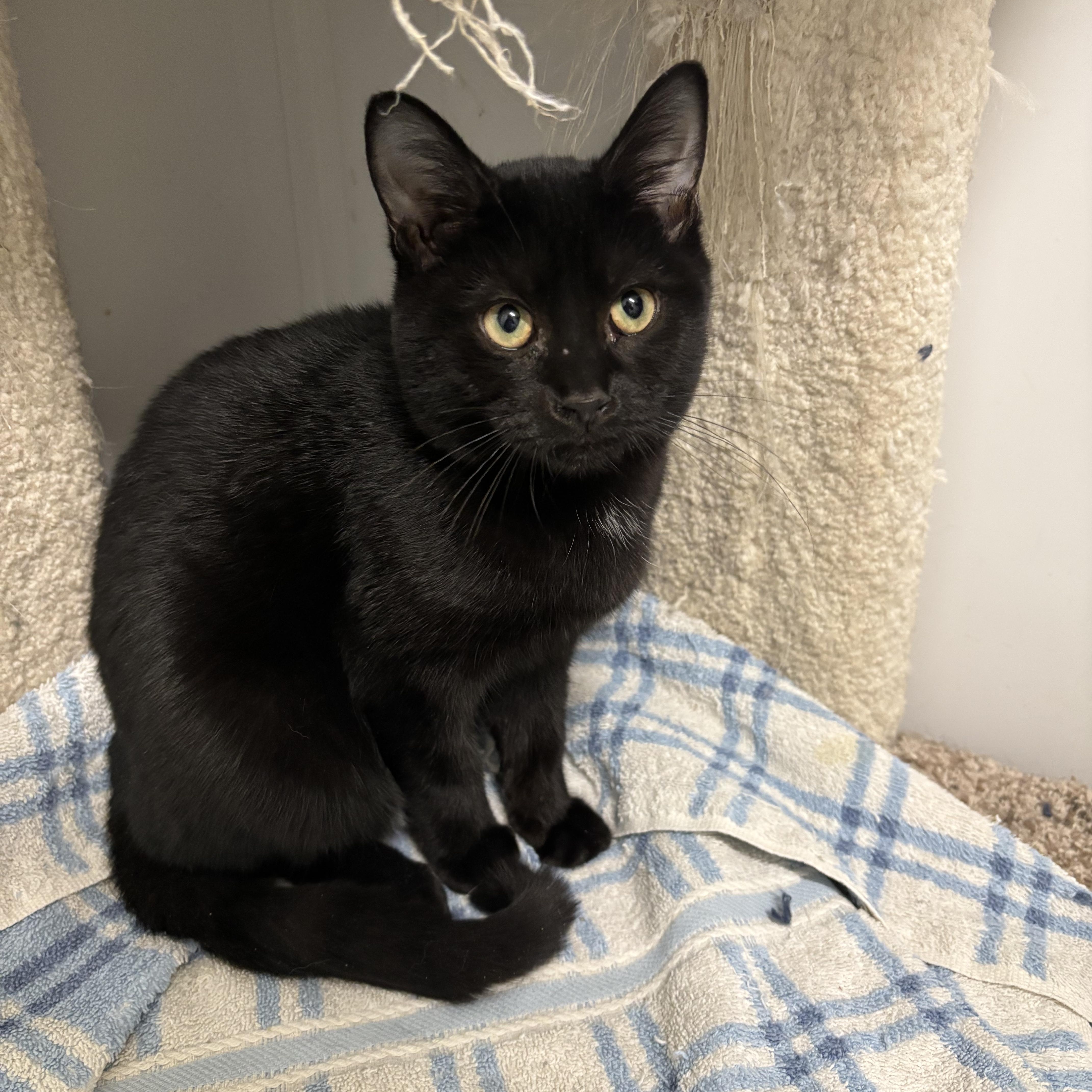 Margaret - Adoption Fee Sponsored!, an adoptable Domestic Short Hair in Richland Center, WI, 53581 | Photo Image 1