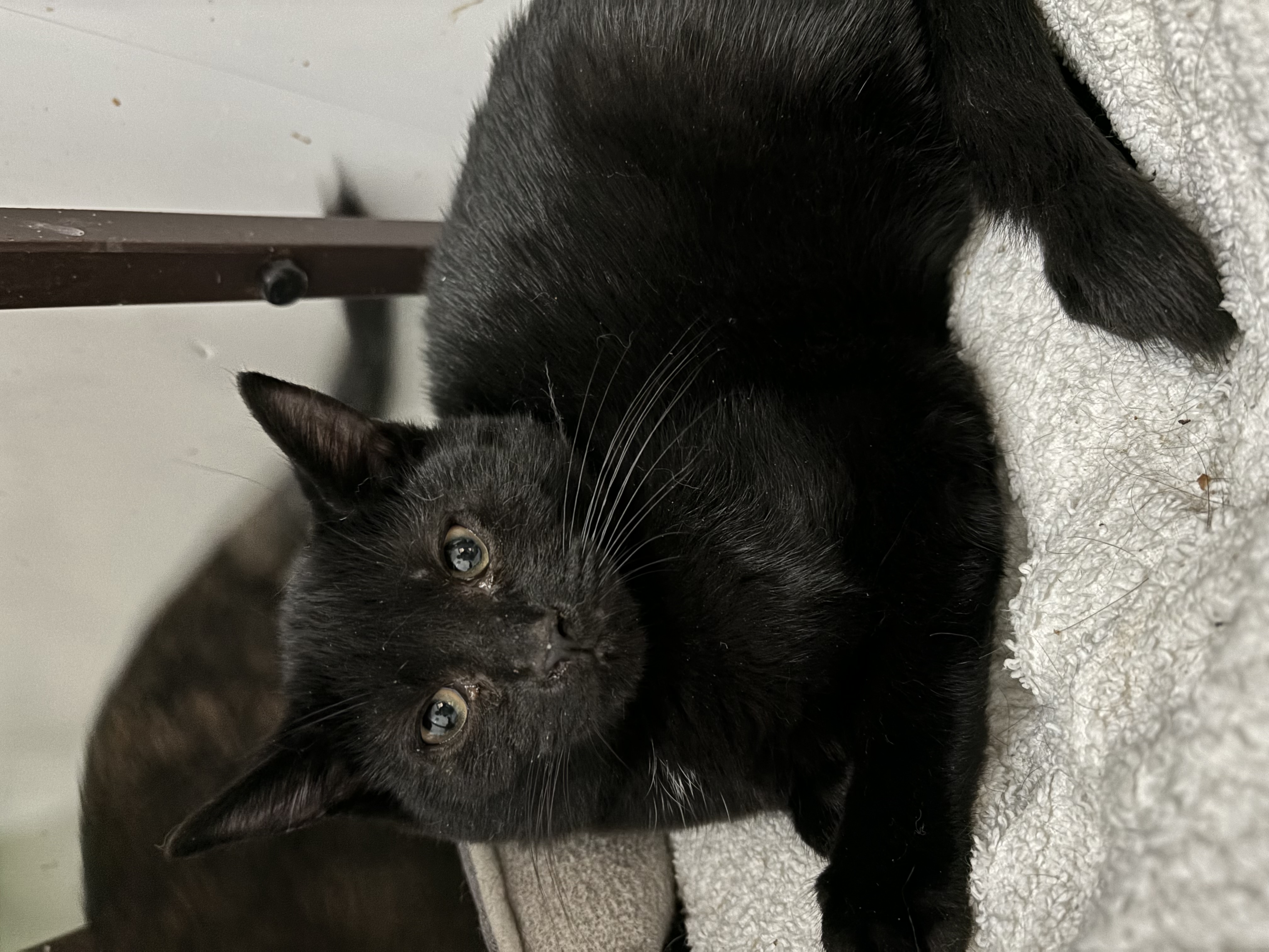 Margaret - Adoption Fee Sponsored!, an adoptable Domestic Short Hair in Richland Center, WI, 53581 | Photo Image 3