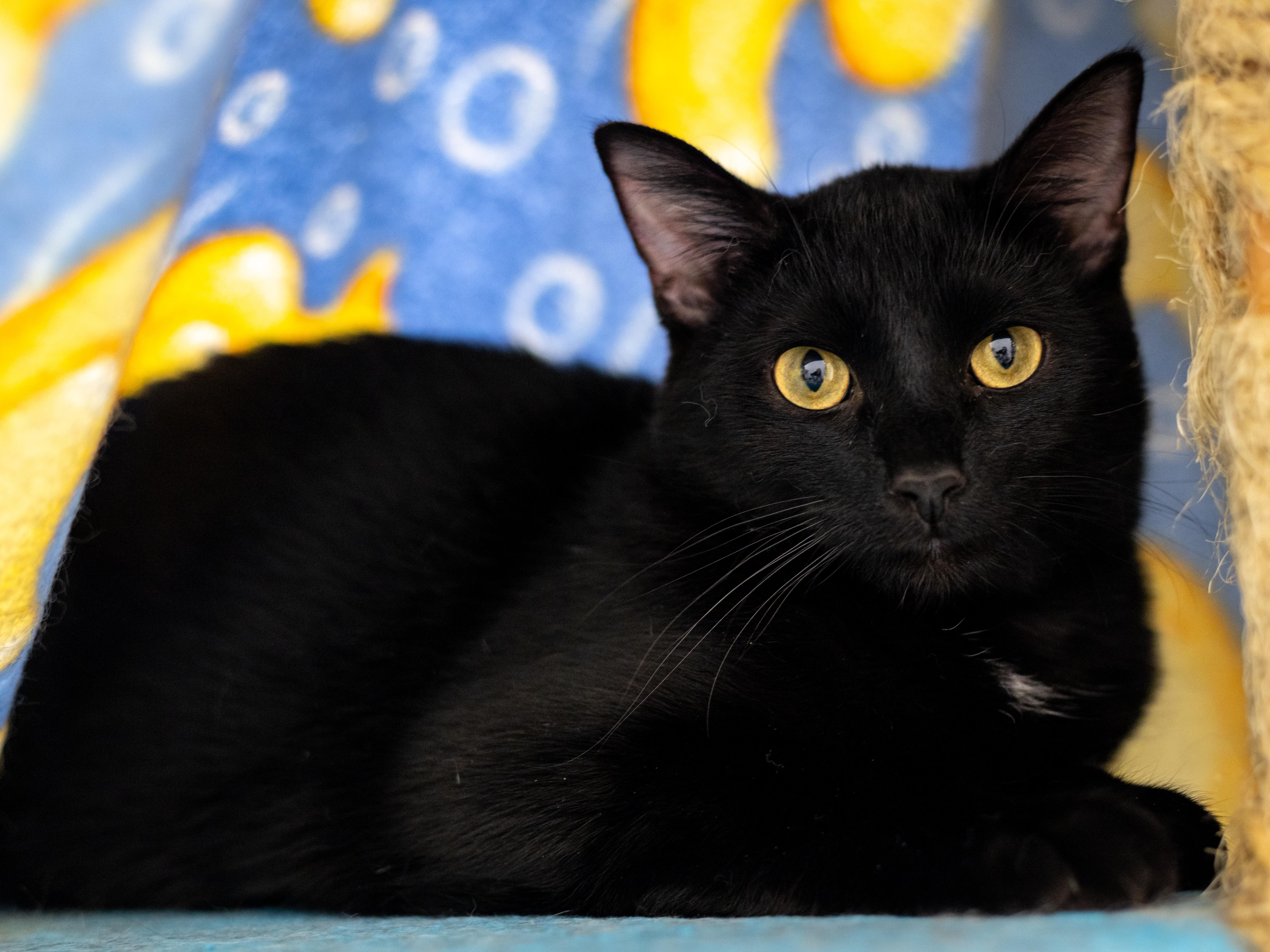Margaret - Adoption Fee Sponsored!, an adoptable Domestic Short Hair in Richland Center, WI, 53581 | Photo Image 2