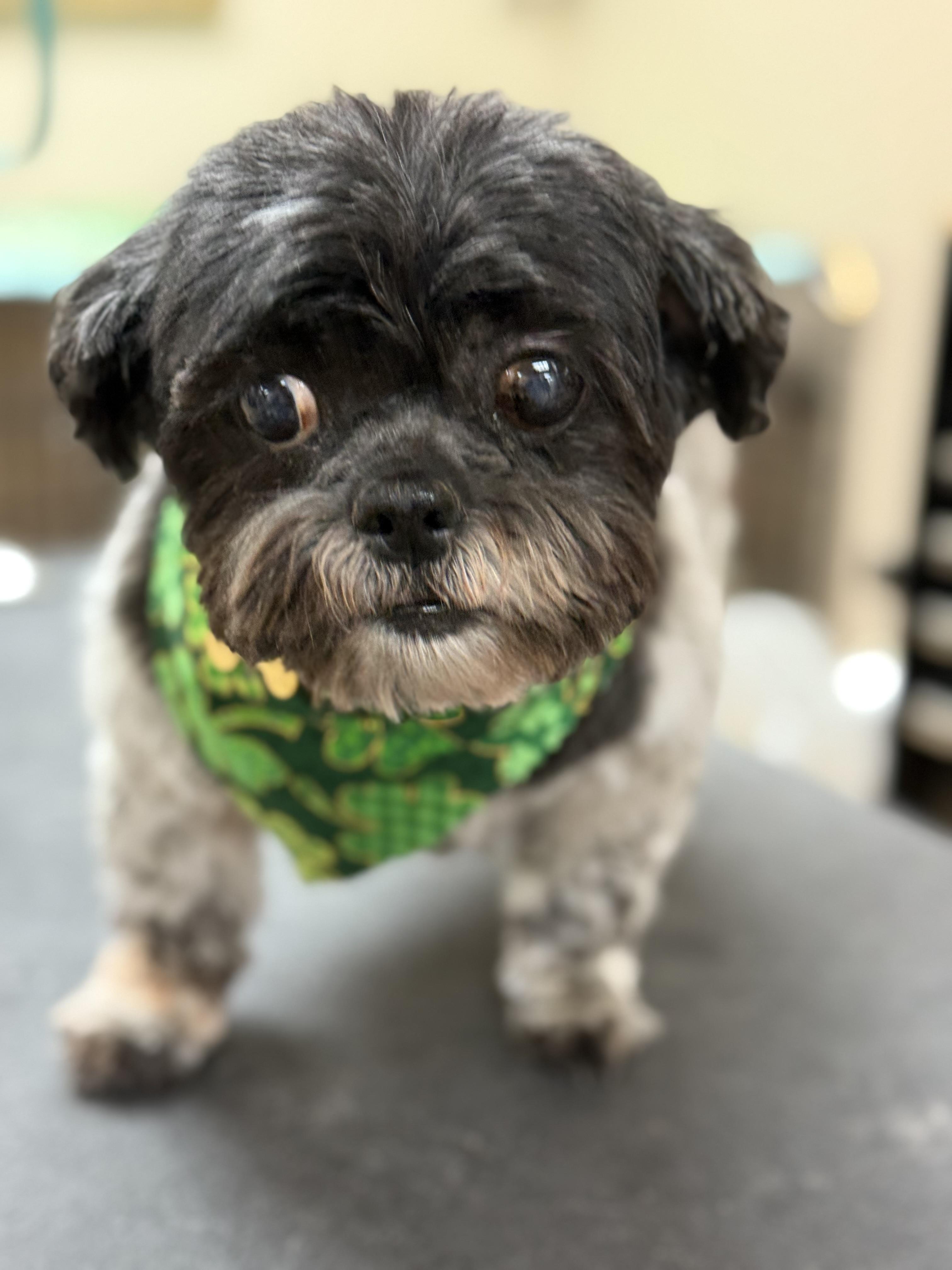 Sissy, a ADOPTABLE Shih Tzu in Littleton, CO image 3/3
