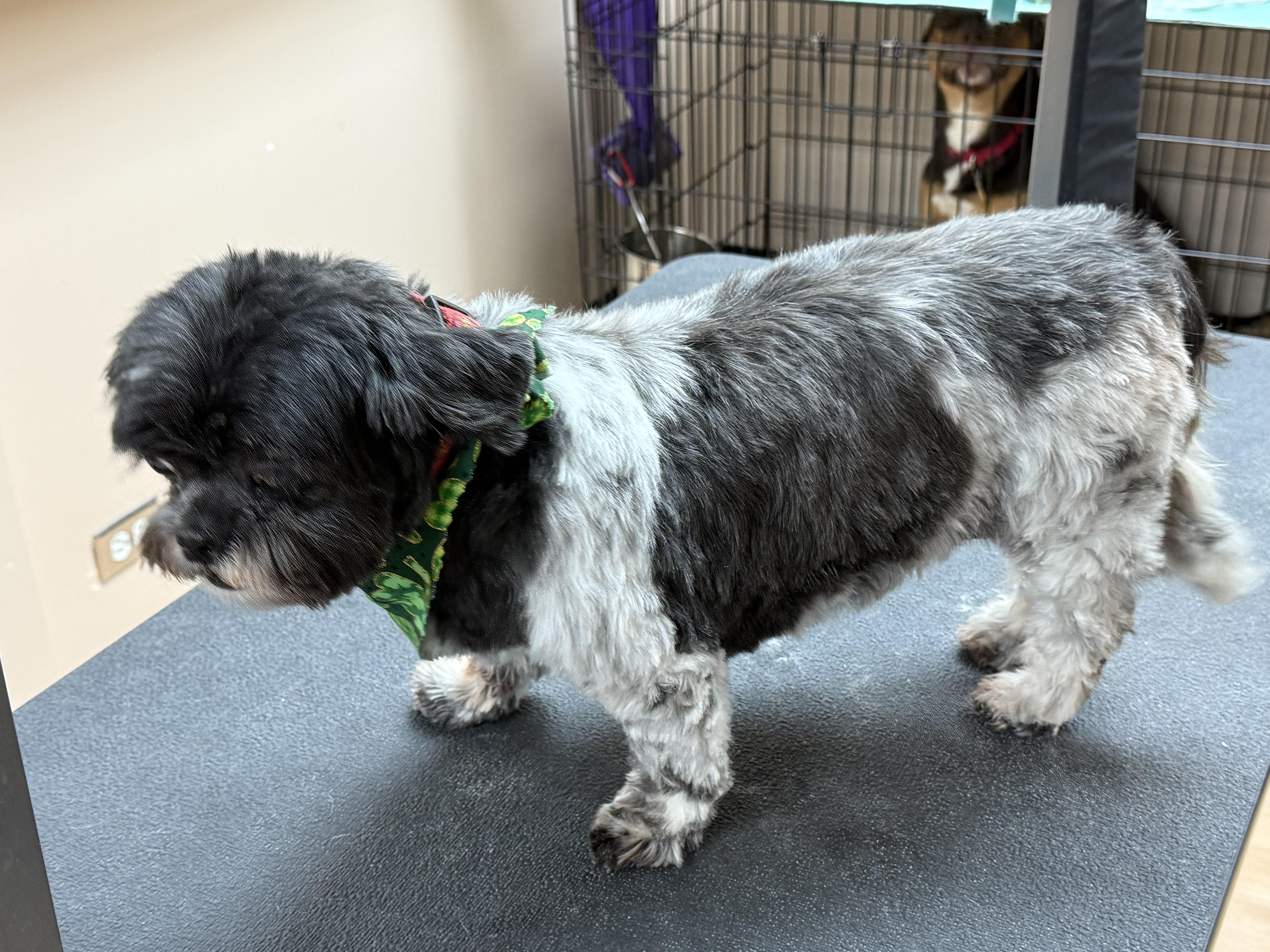Sissy, a ADOPTABLE Shih Tzu in Littleton, CO image 2/3