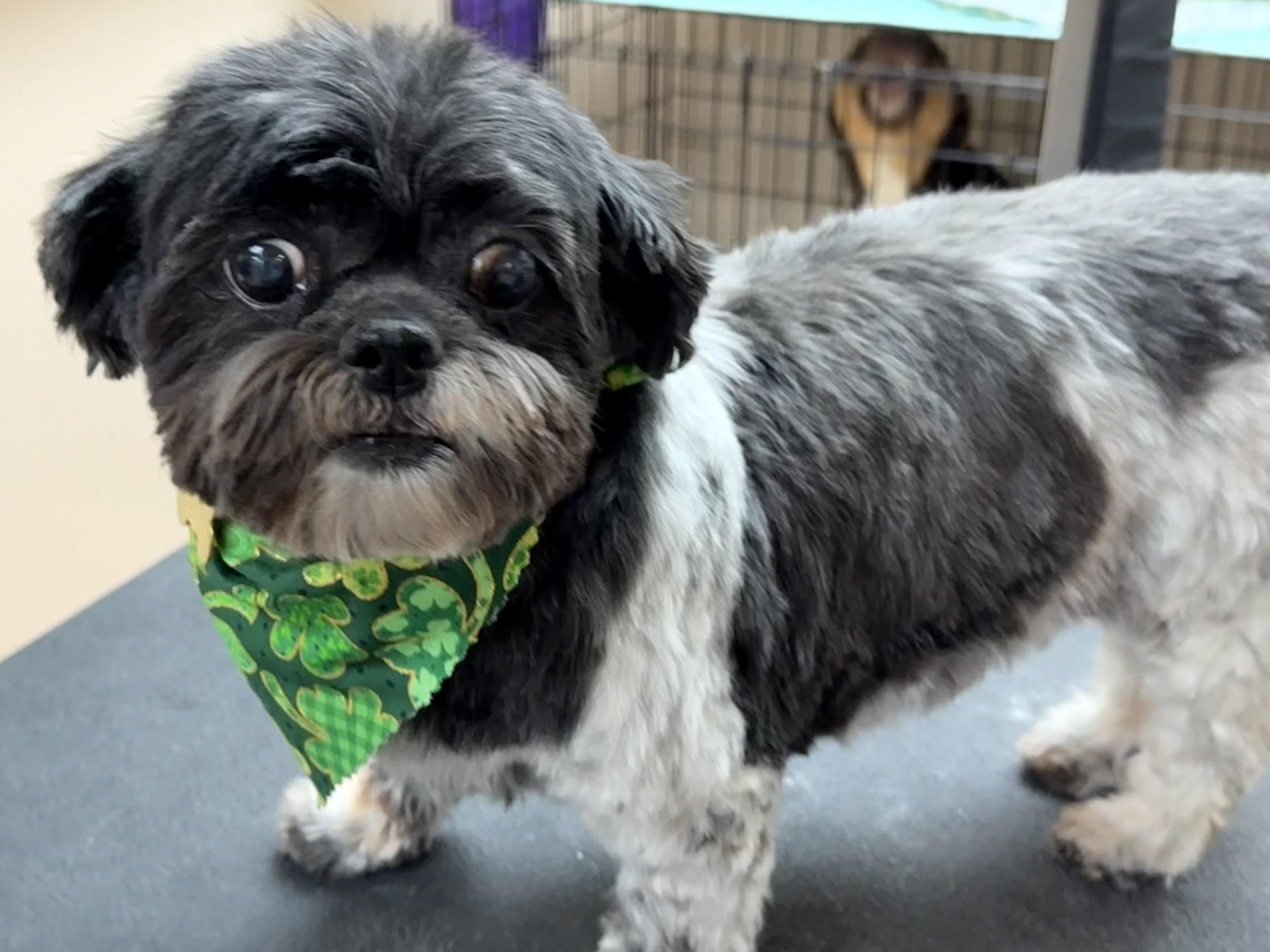 Sissy, ADOPTABLE, Senior Female Shih Tzu.