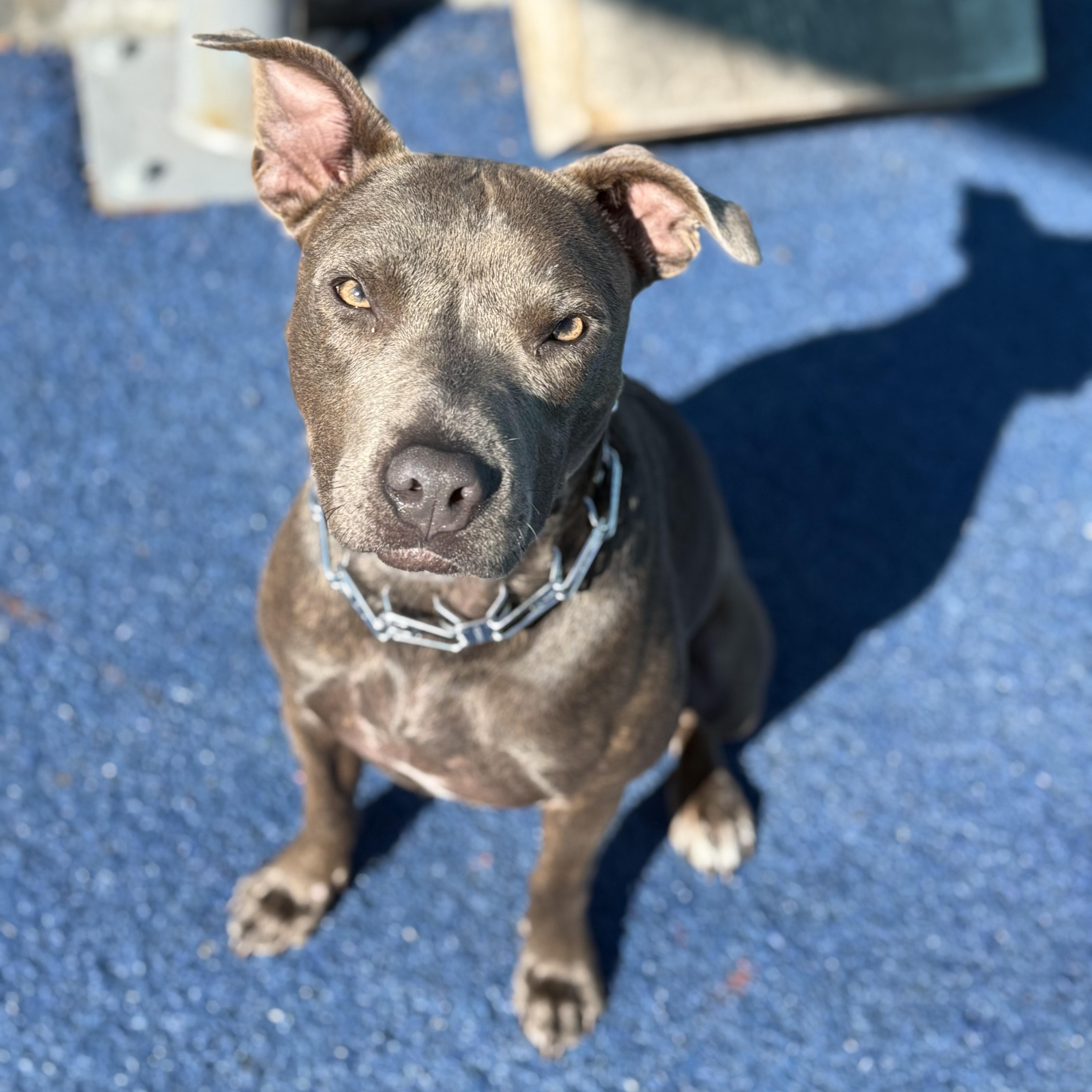 Enlarge Porcini, a Adoptable mixed breed in La Mesa, CA image 3/6