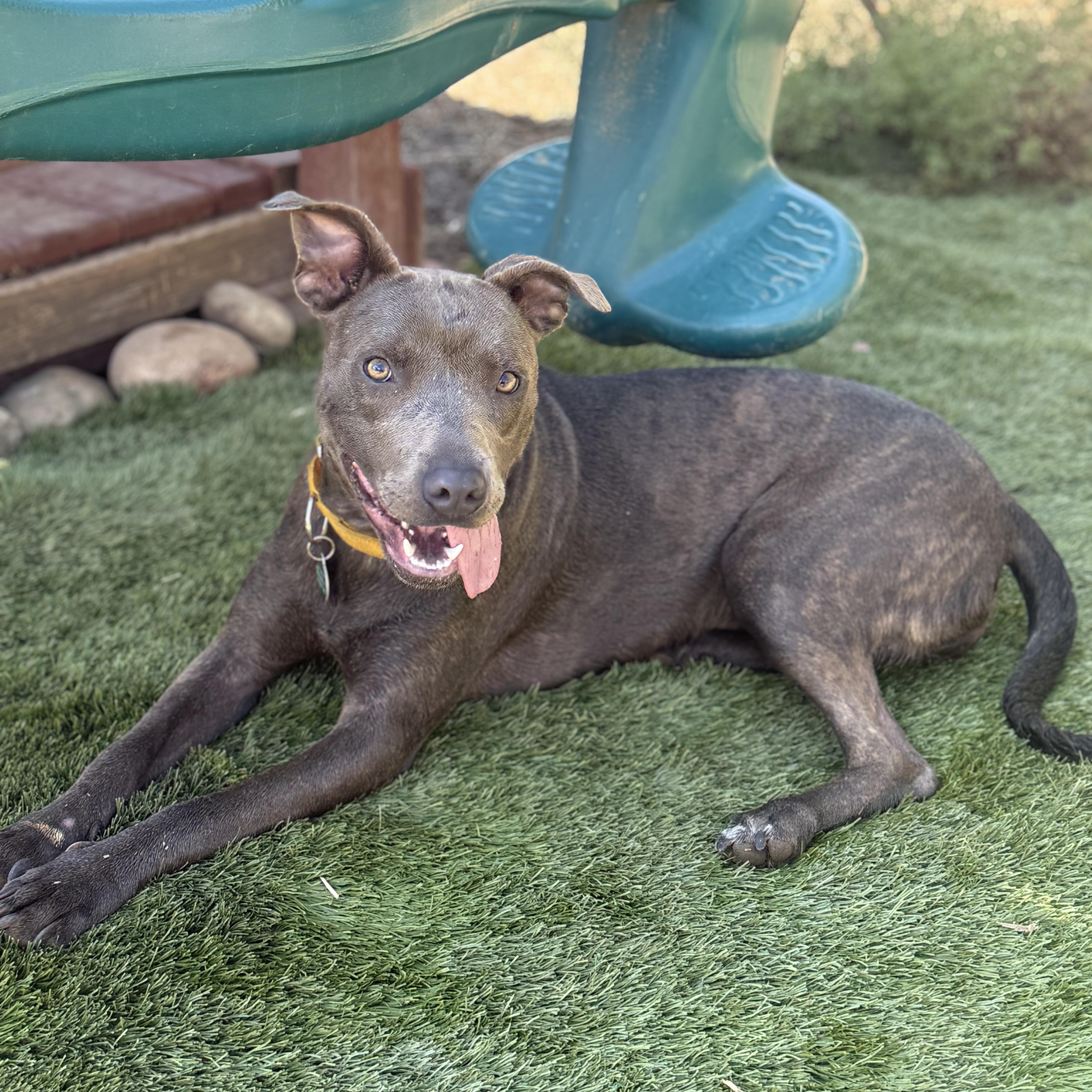 Enlarge Porcini, a Adoptable mixed breed in La Mesa, CA image 1/6