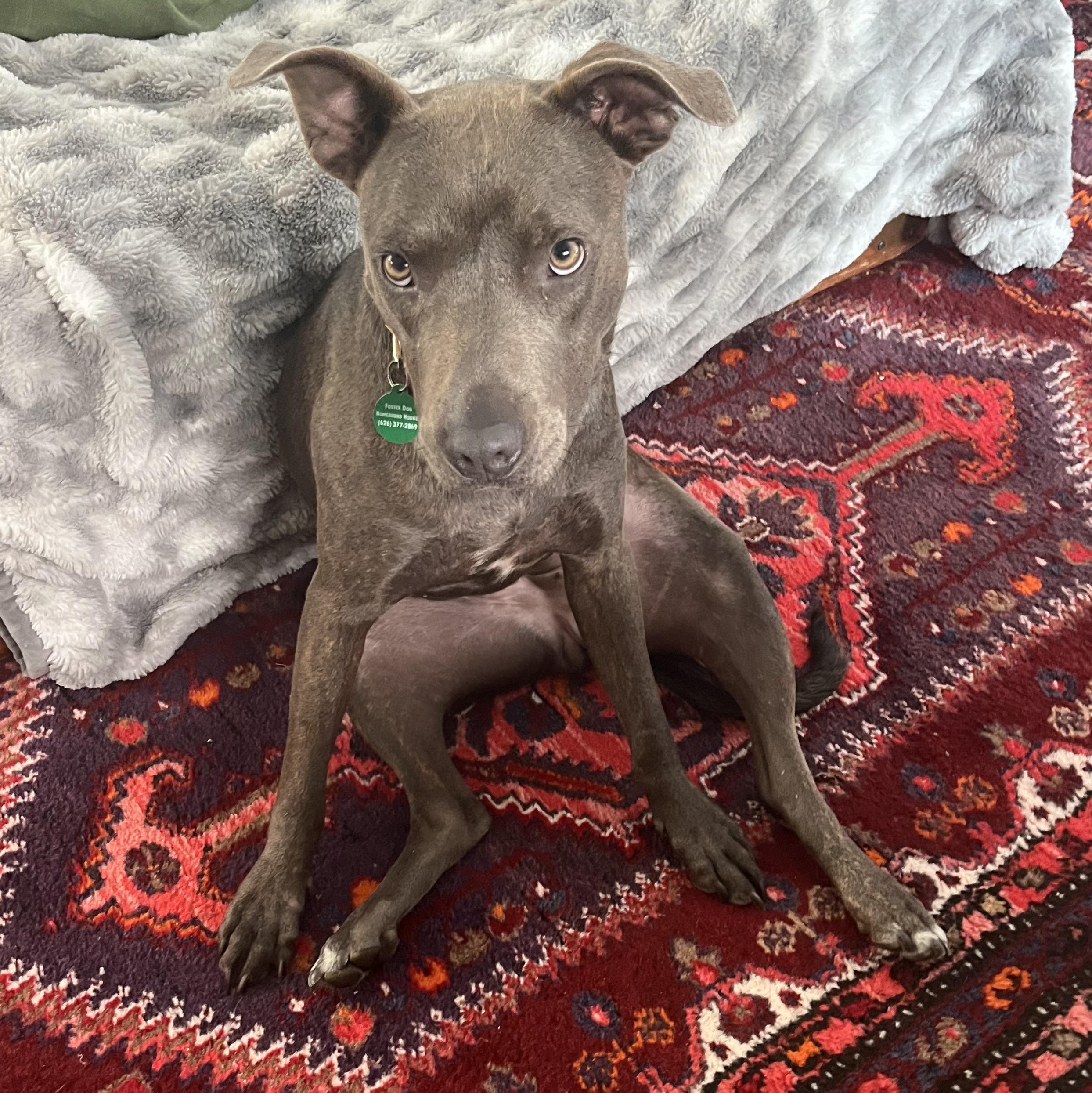 Enlarge Porcini, a Adoptable mixed breed in La Mesa, CA image 2/6