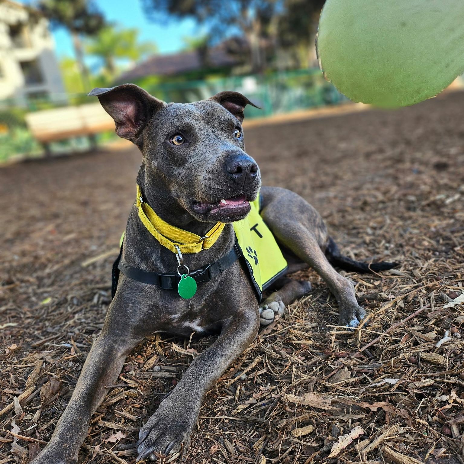 Enlarge Porcini, a Adoptable mixed breed in La Mesa, CA image 4/6