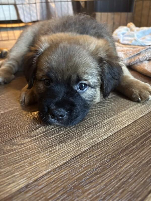 Enlarge Emerson, a Adoptable mixed breed in renton, WA image 1/5