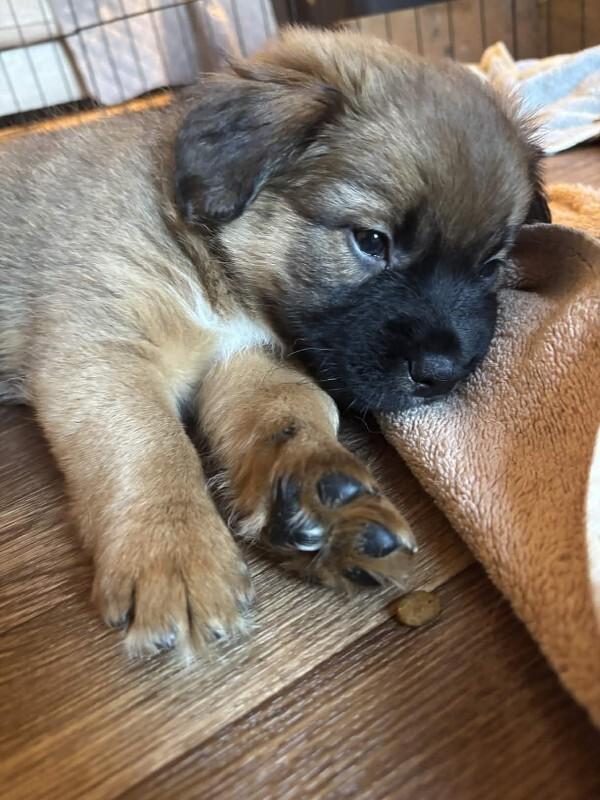 Enlarge Emerson, a Adoptable mixed breed in renton, WA image 2/5