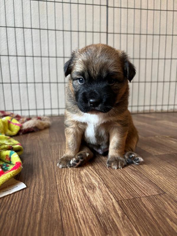 Enlarge Emerson, a Adoptable mixed breed in renton, WA image 3/5