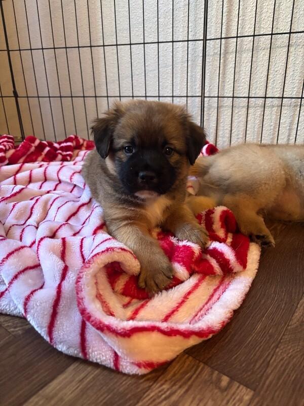 Enlarge Emerson, a Adoptable mixed breed in renton, WA image 4/5