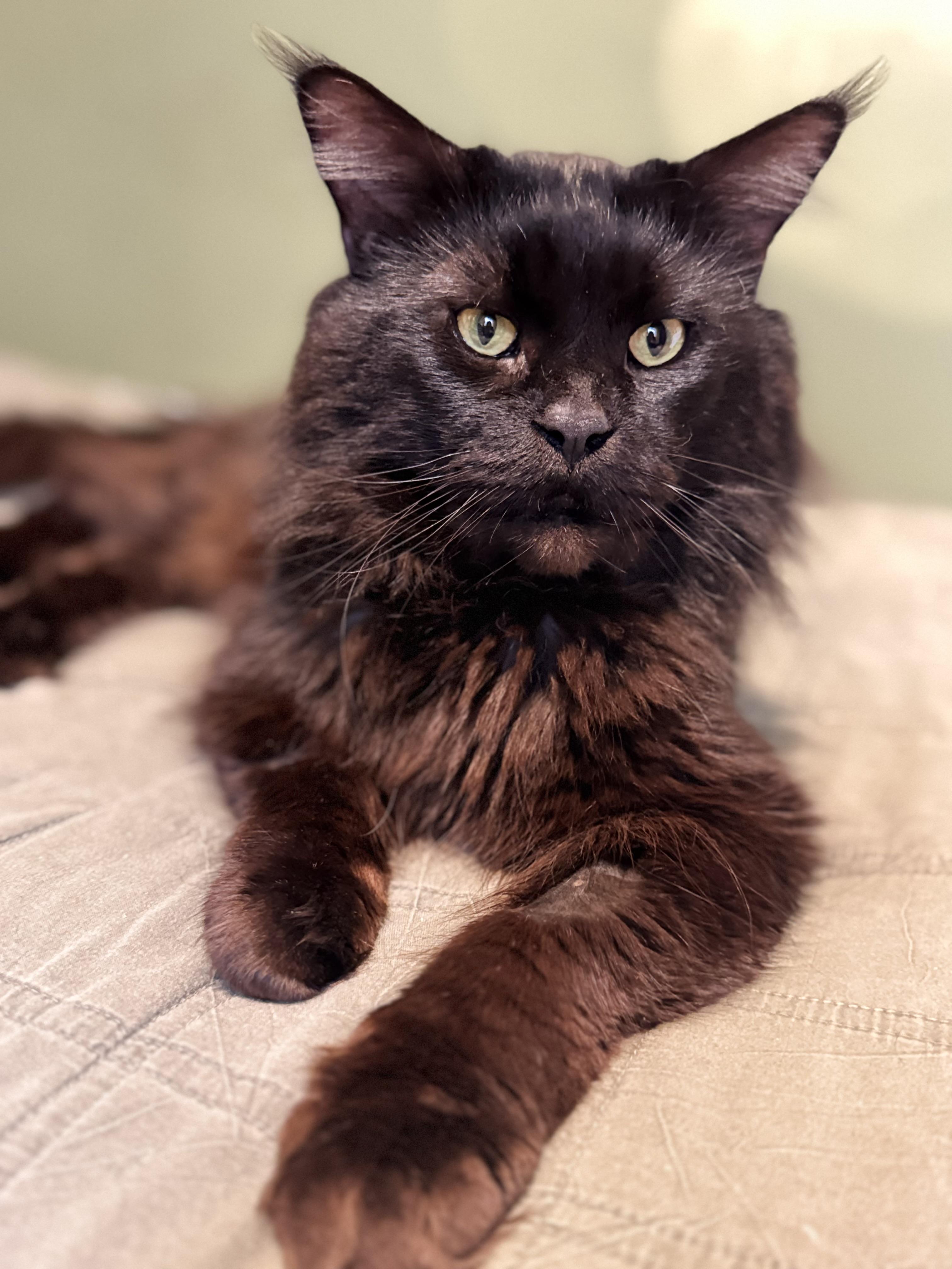 Jaguar, adopted, Adult Male Maine Coon.
