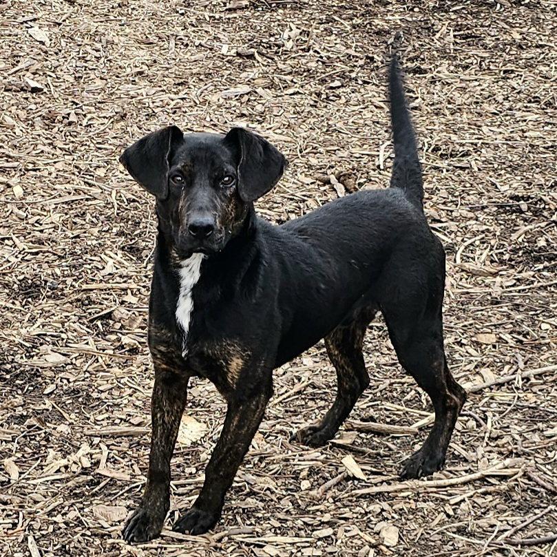 Enlarge Dumbo, an adopted Coonhound in Ringwood, NJ image 2/3