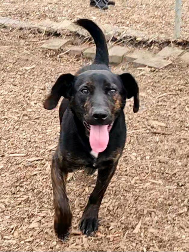 Enlarge Dumbo, an adopted Coonhound in Ringwood, NJ image 3/3