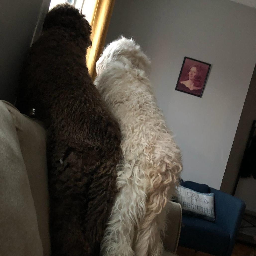 Mika - Home to Home, Adoptable, Senior Female Golden Retriever & Standard Poodle.