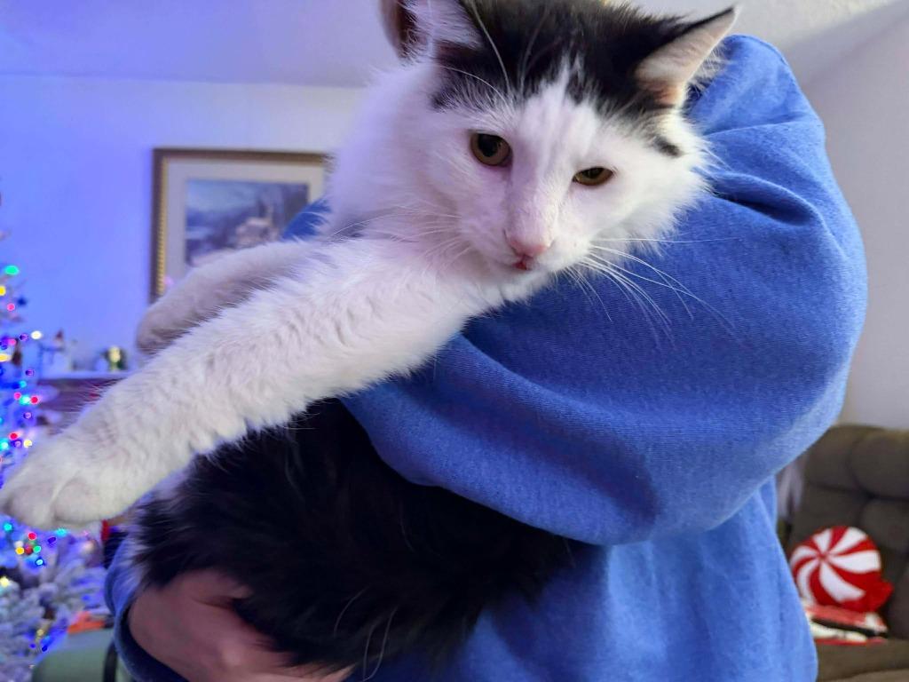 River, Adoptable, Adult Male Domestic Long Hair.