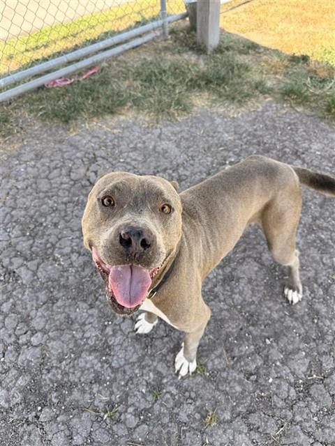 TUNGSTEN, Adoptable, Adult Male American Staffordshire Terrier & Mixed Breed.