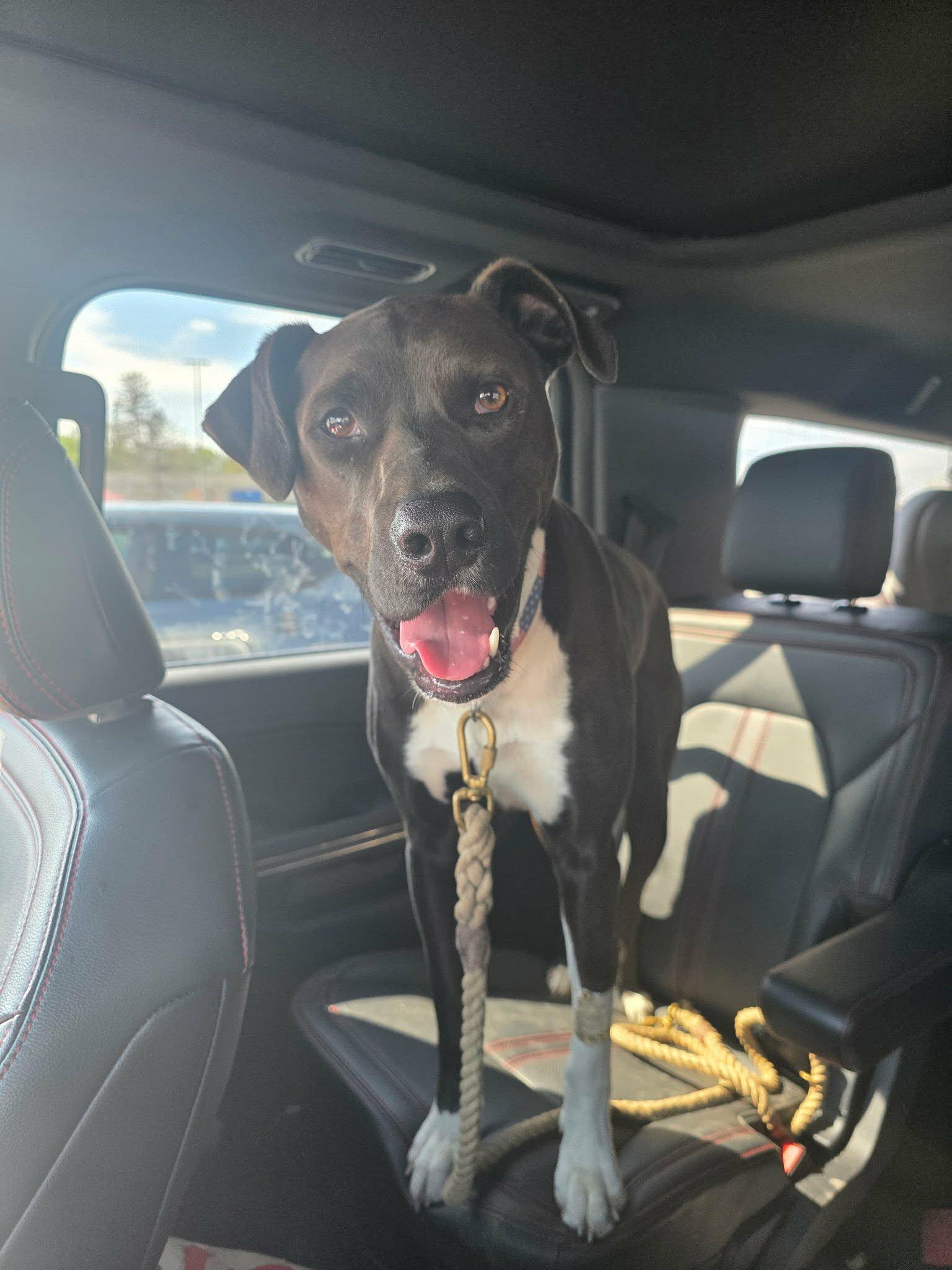 Enlarge Ralphie, a ADOPTABLE mixed breed in Maybrook, NY image 1/6