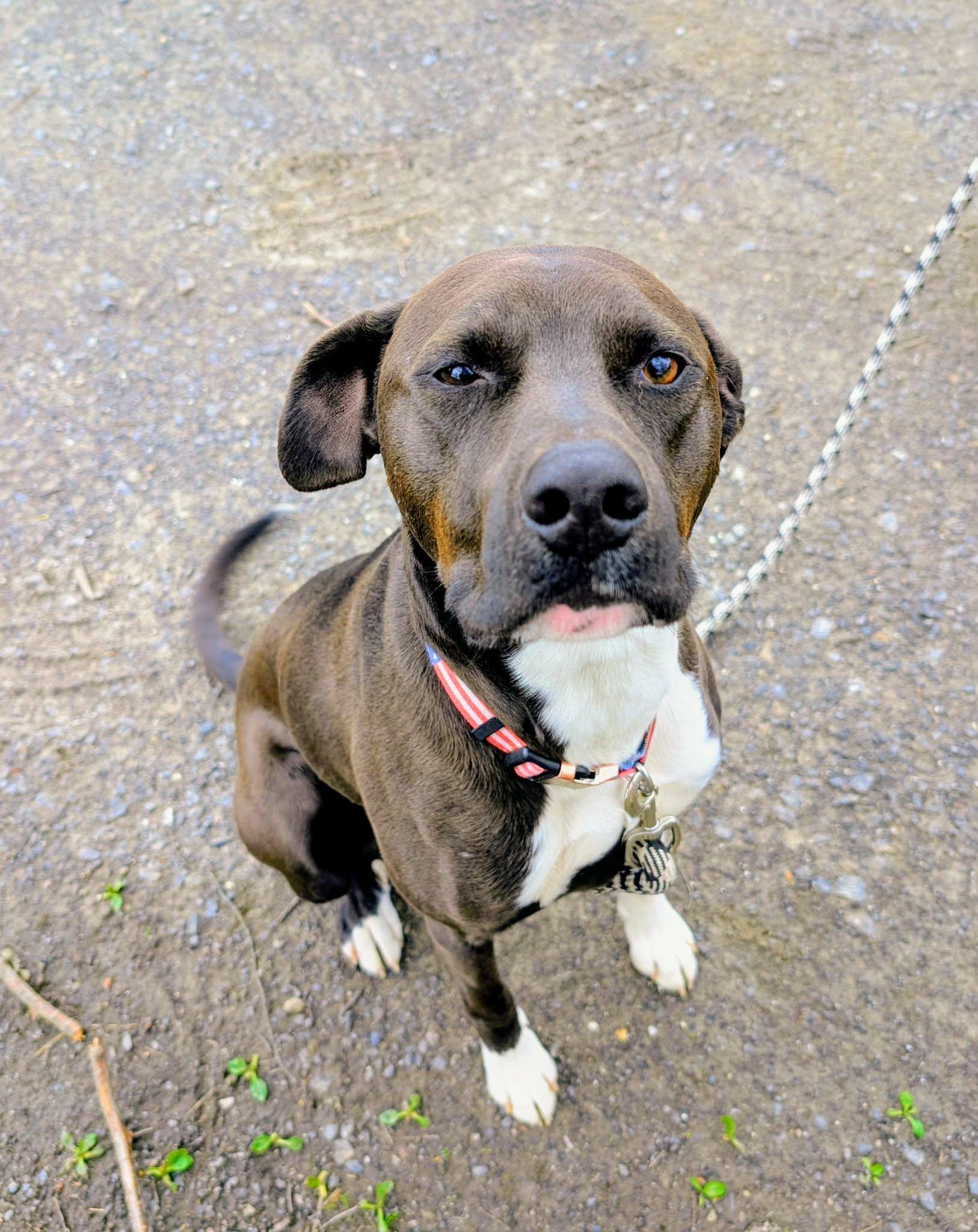 Enlarge Ralphie, a ADOPTABLE mixed breed in Maybrook, NY image 2/6